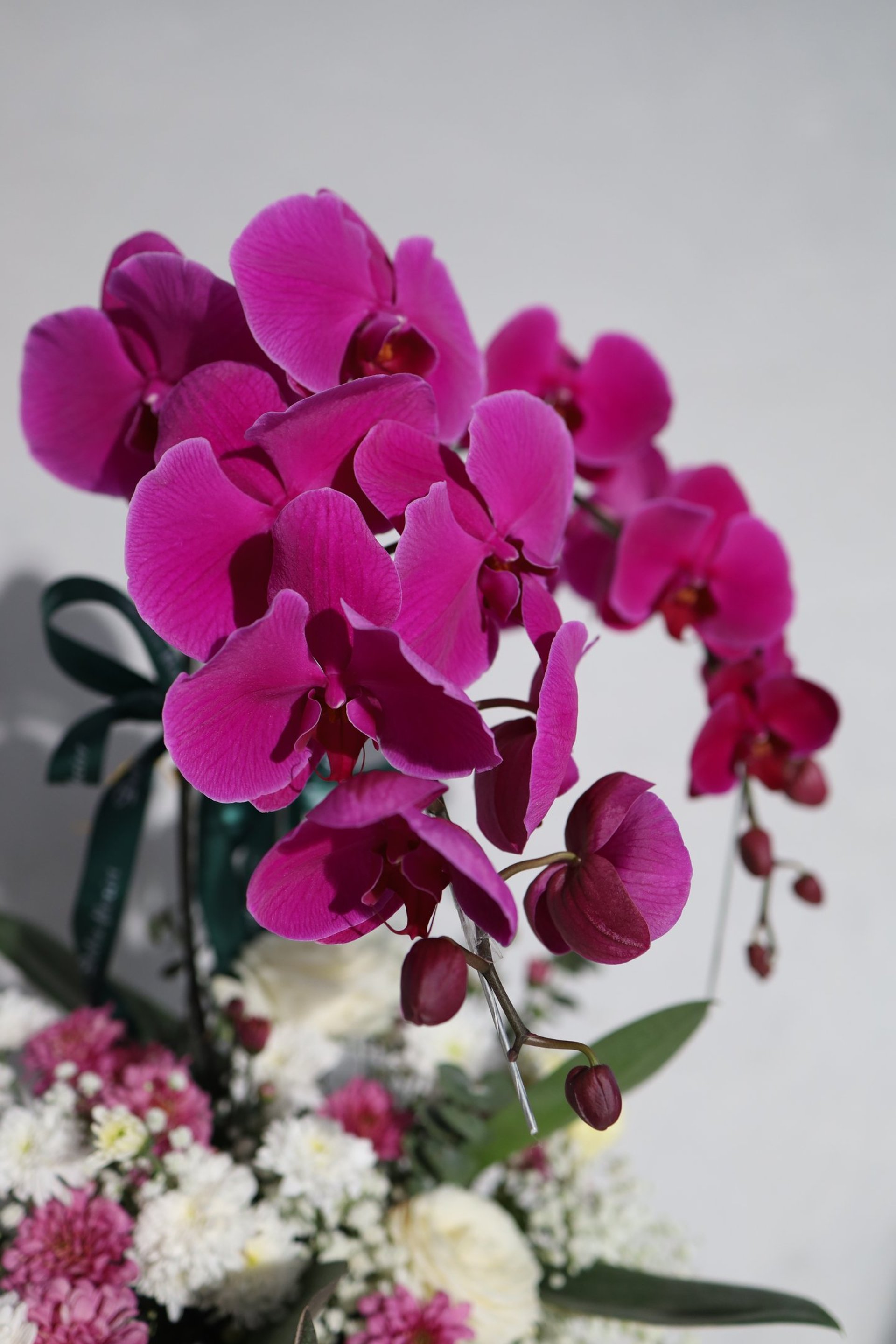 woman holding dried flower