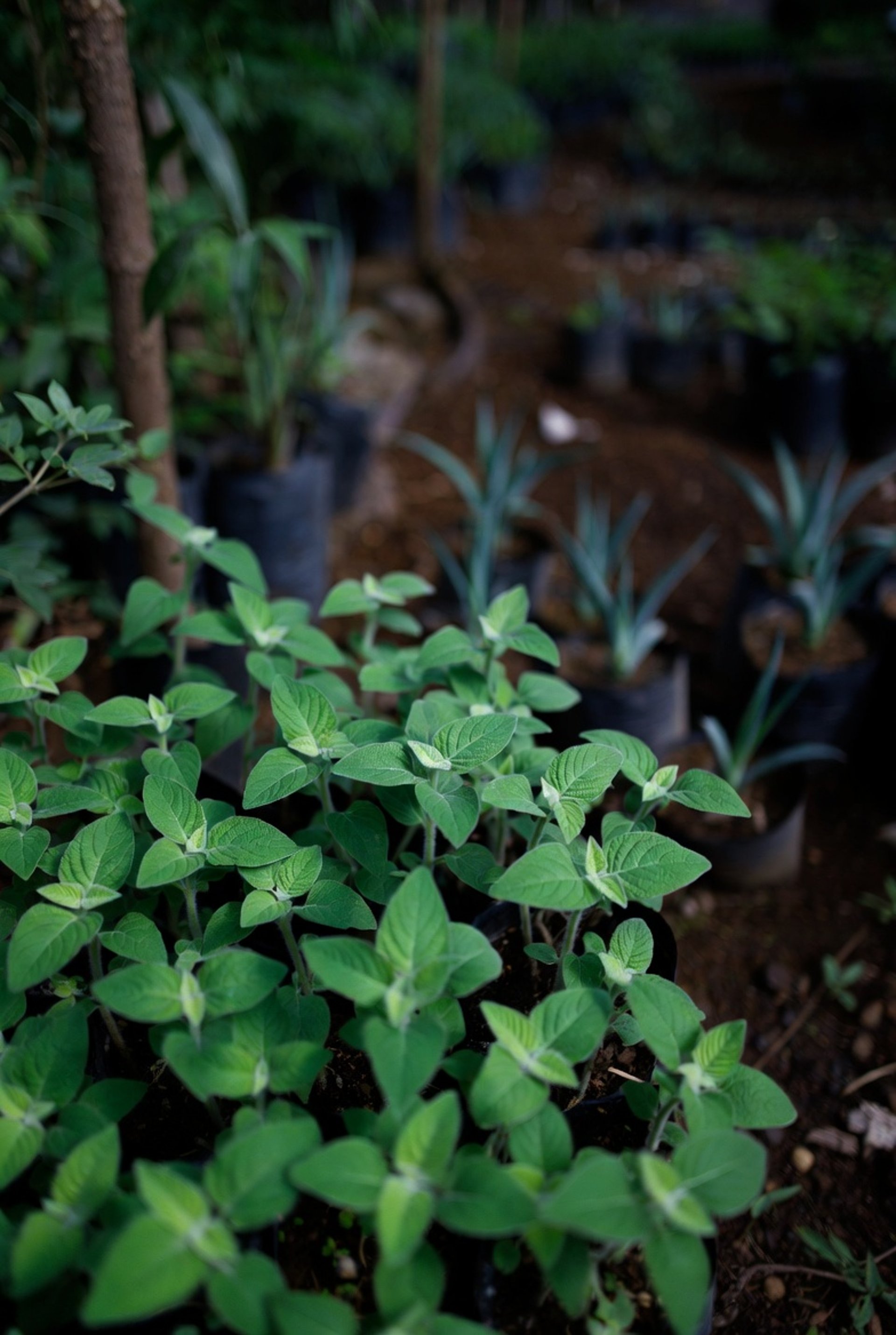 woman wearing yellow long-sleeved dress under white clouds and blue sky during daytime