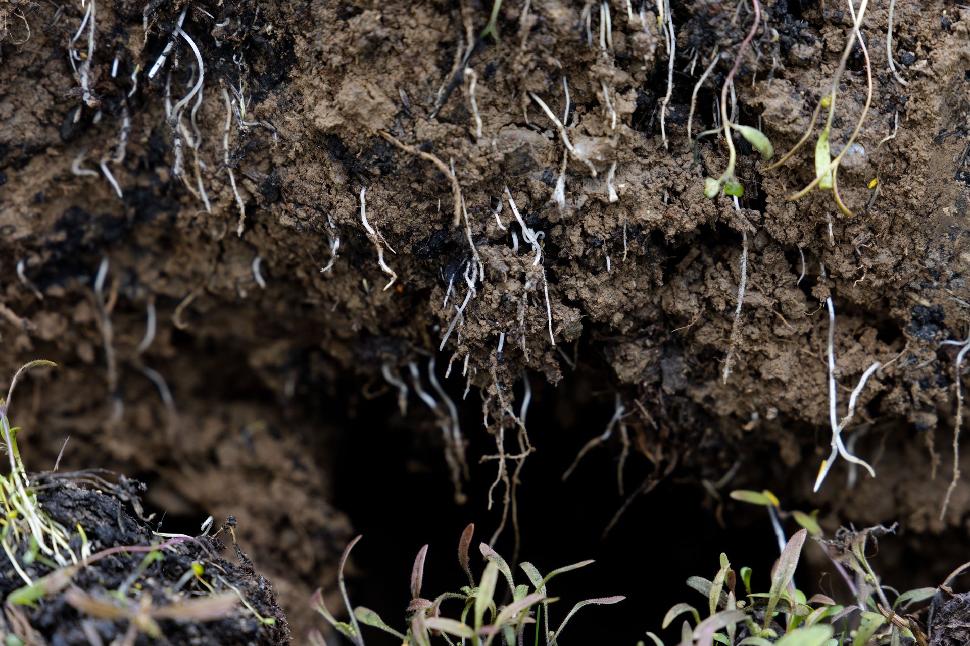 black and white bed linen