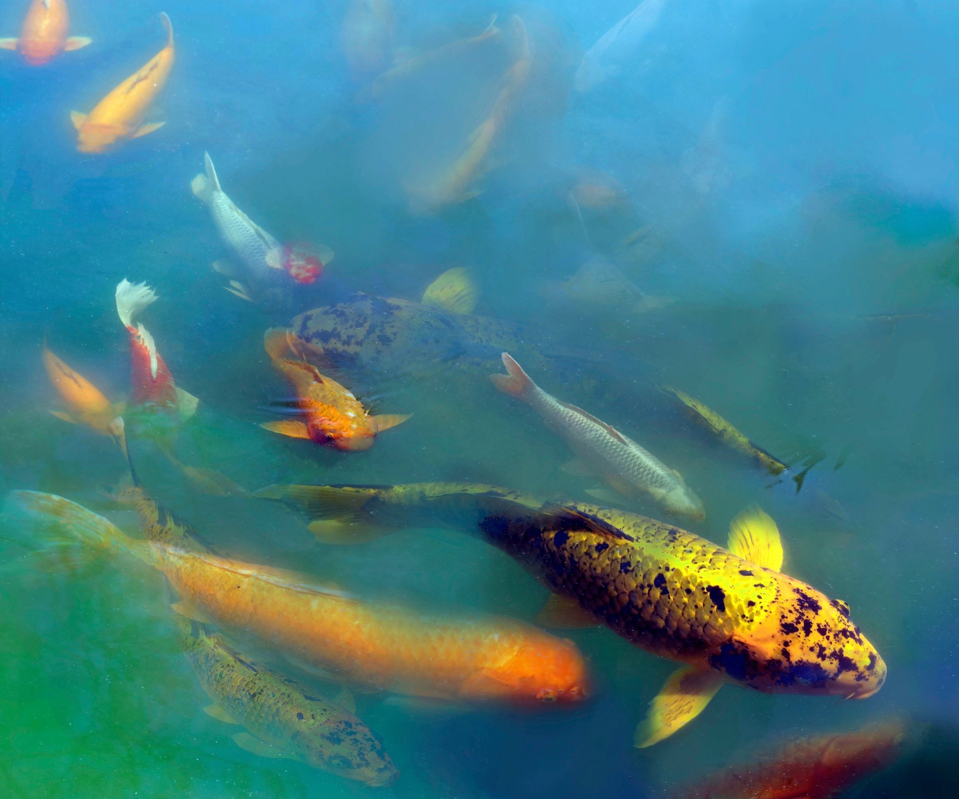 digital photo montage print koi fish green water orange fish photography