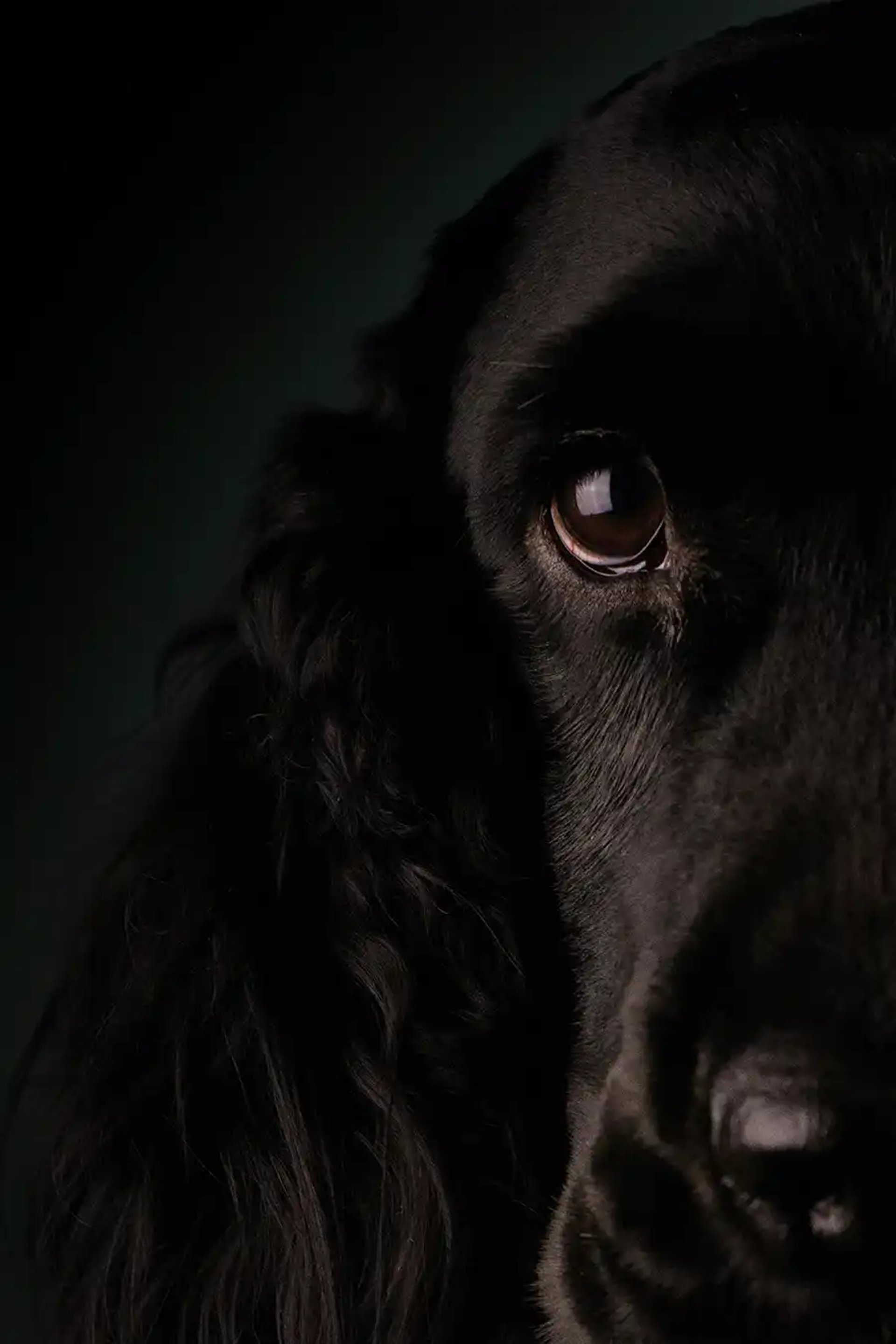 London pet photographer