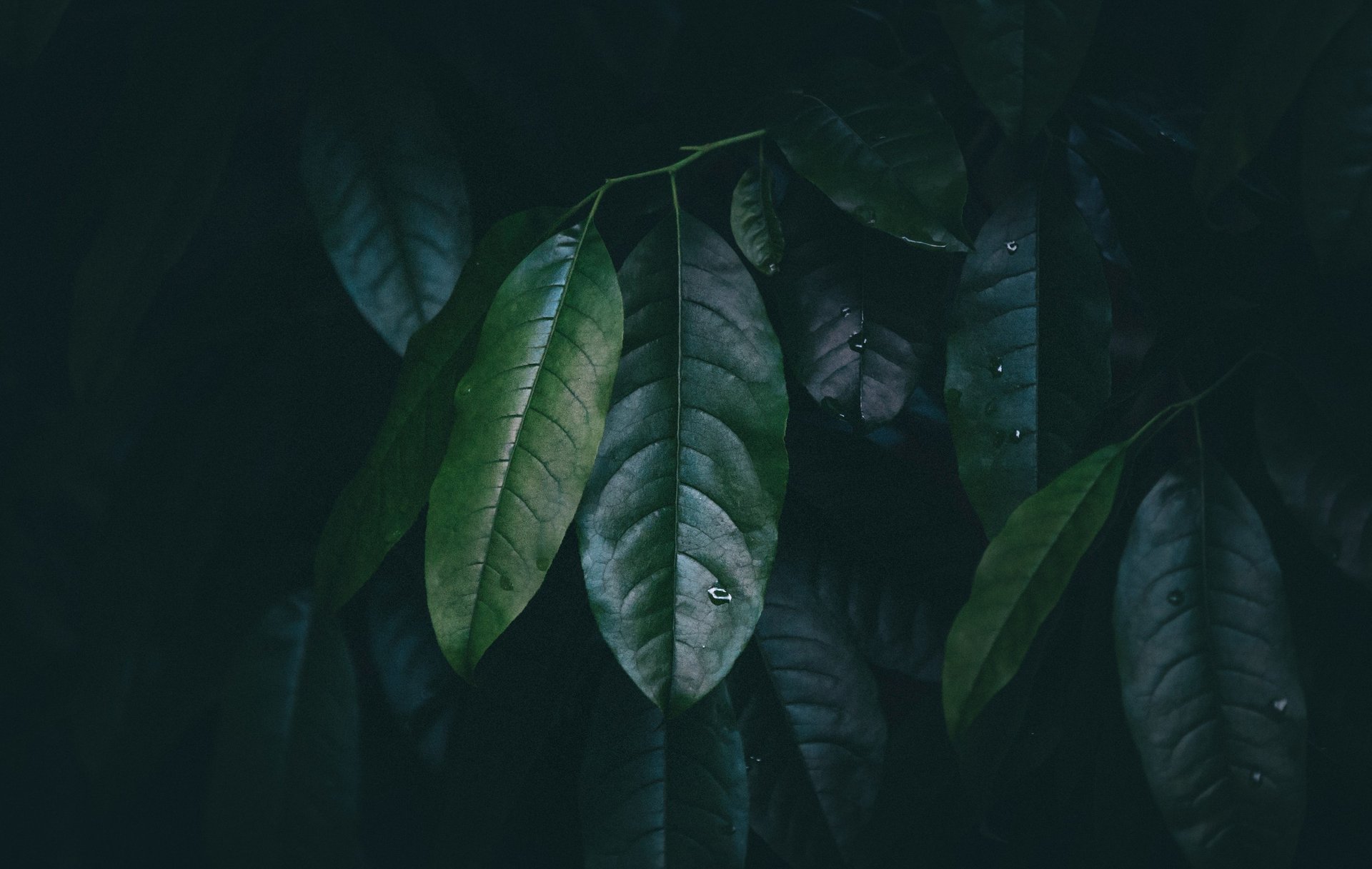 green and white leafed plants