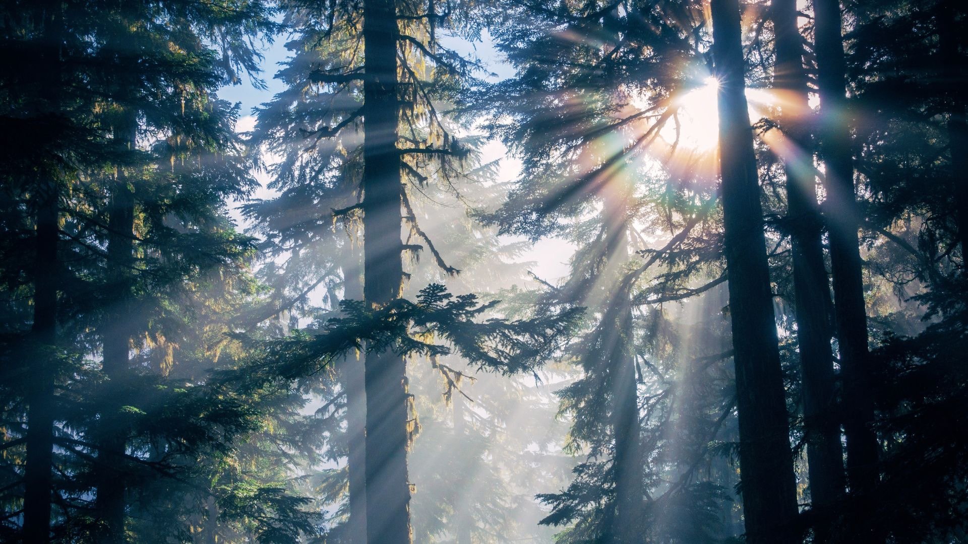 gray computer monitor