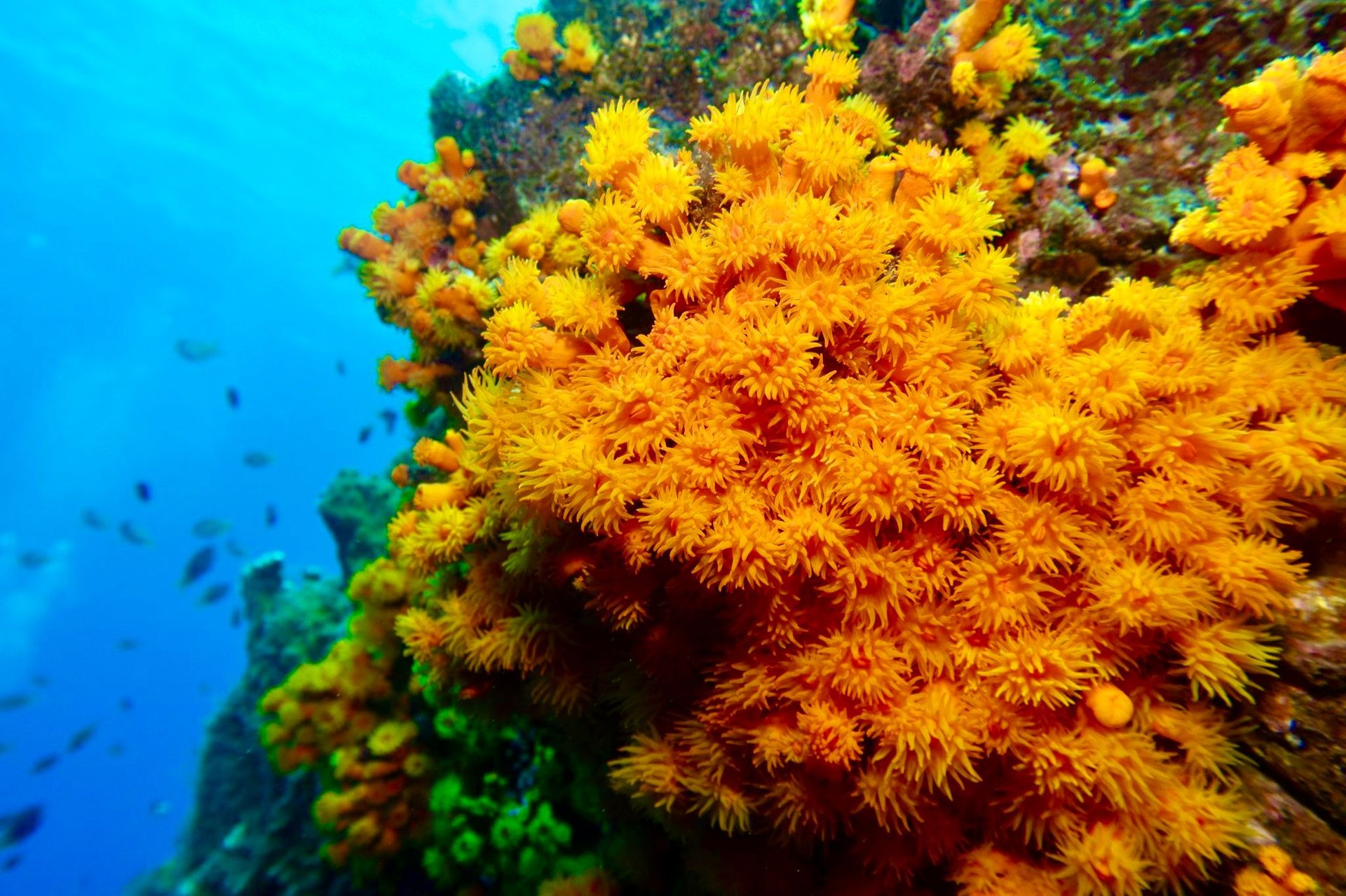 corail plongée
