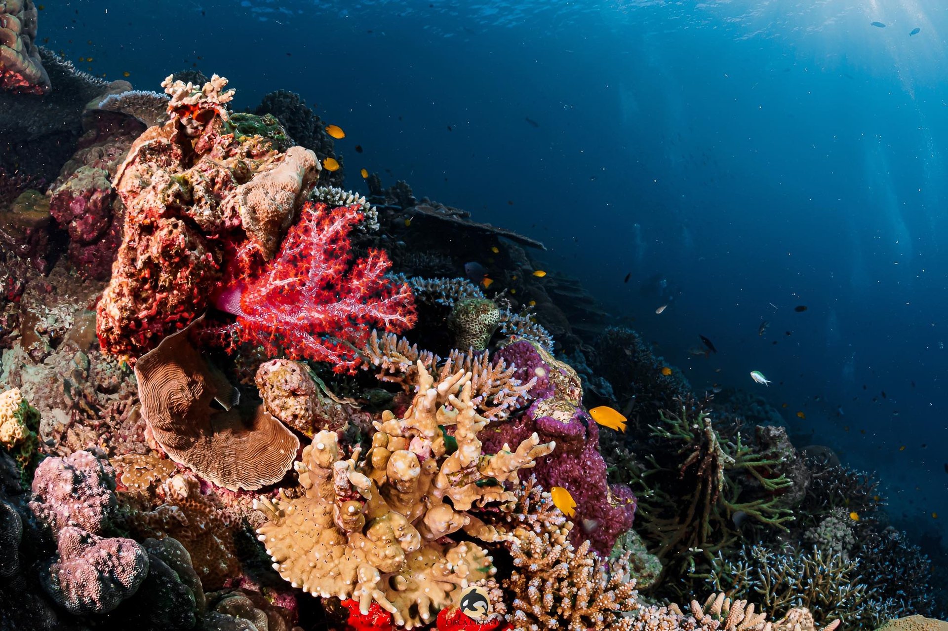 silver fishes underwater