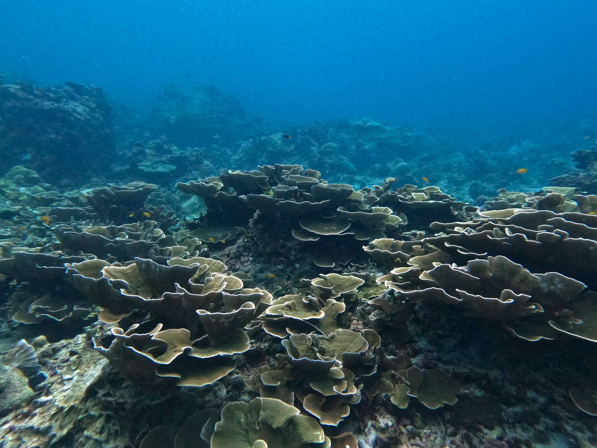 silver fishes underwater