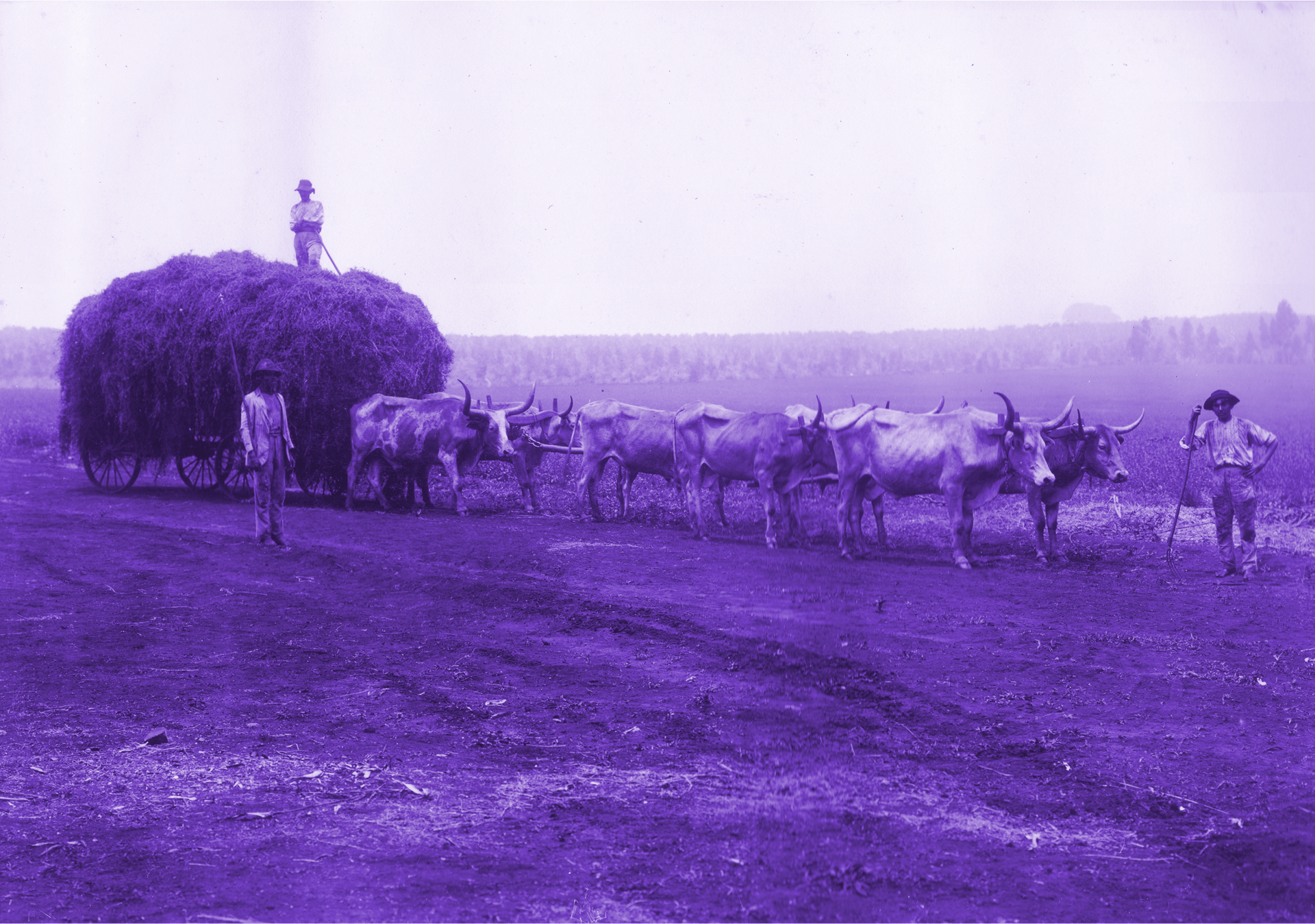 Foto Histórica das Colônias Agrícolas Paulistas, tratada em tons lilás.