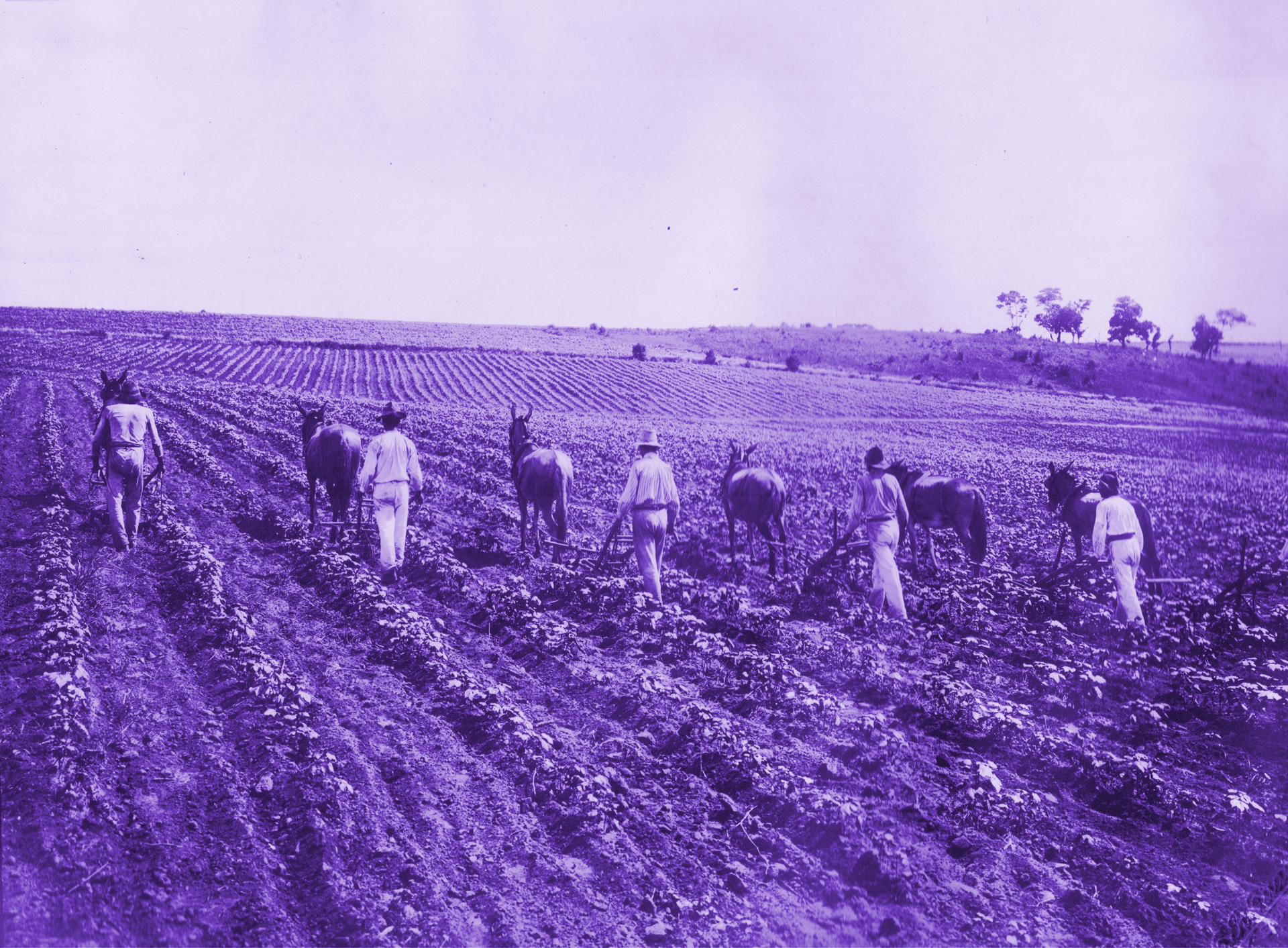 Foto Histórica das Colônias Agrícolas Paulistas, tratada em tons lilás.