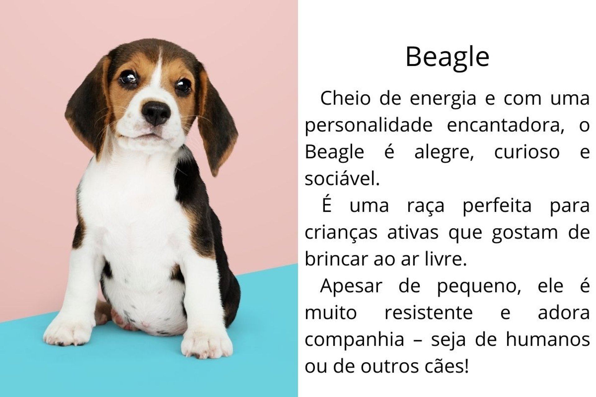 Beagle