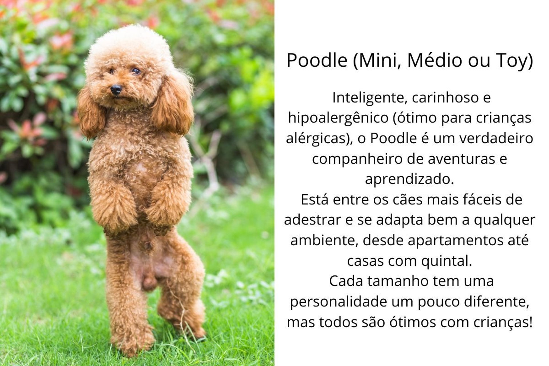 Poodle