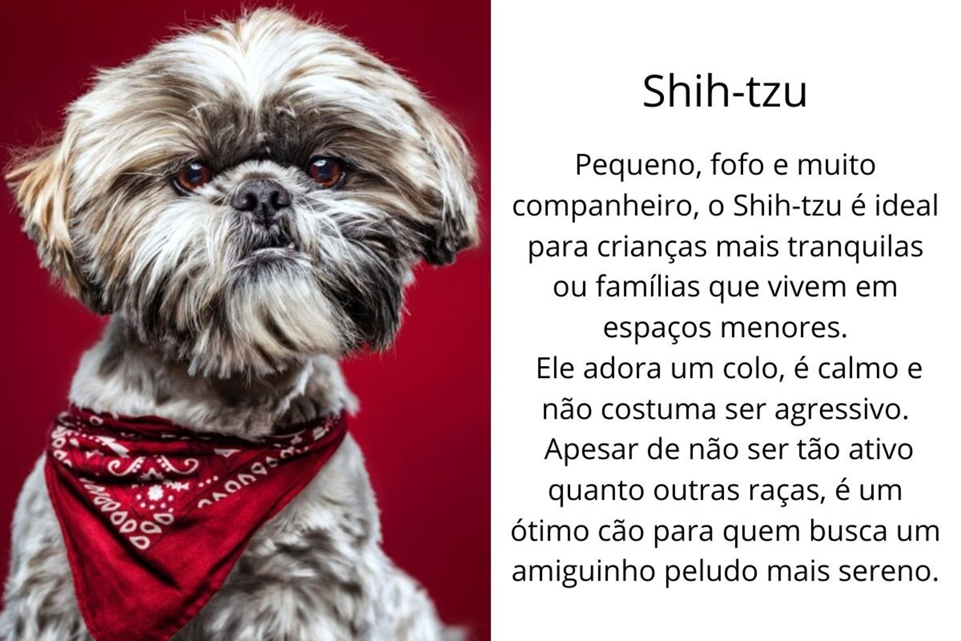 Shih-Tzu