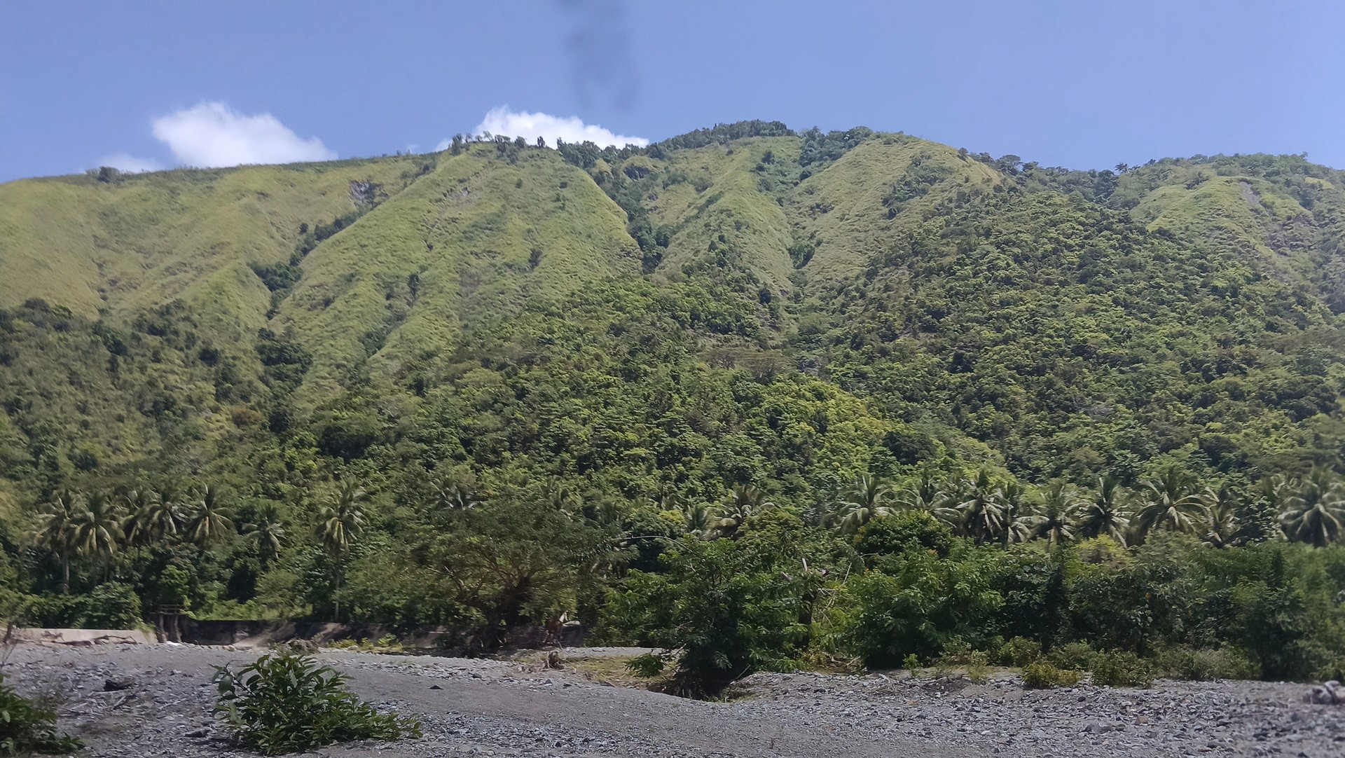 a lush green hillside covered in lots of trees