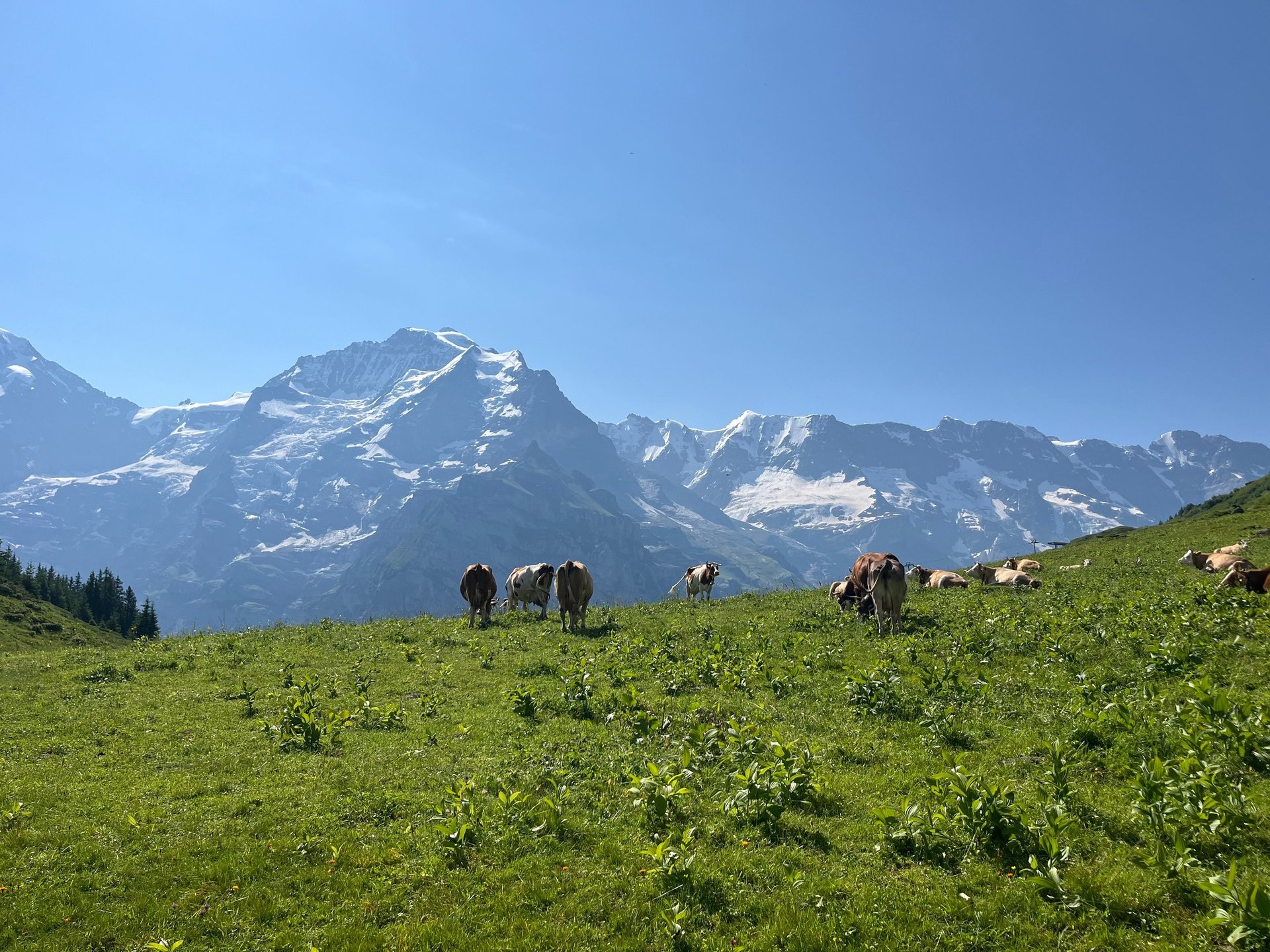 Cows above Mürren Switzerland