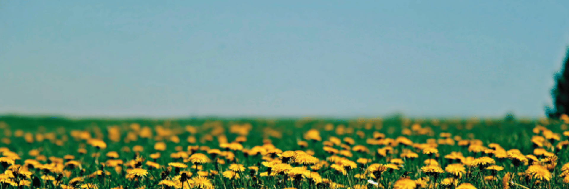 A single yellow dandelion in a field of green grass