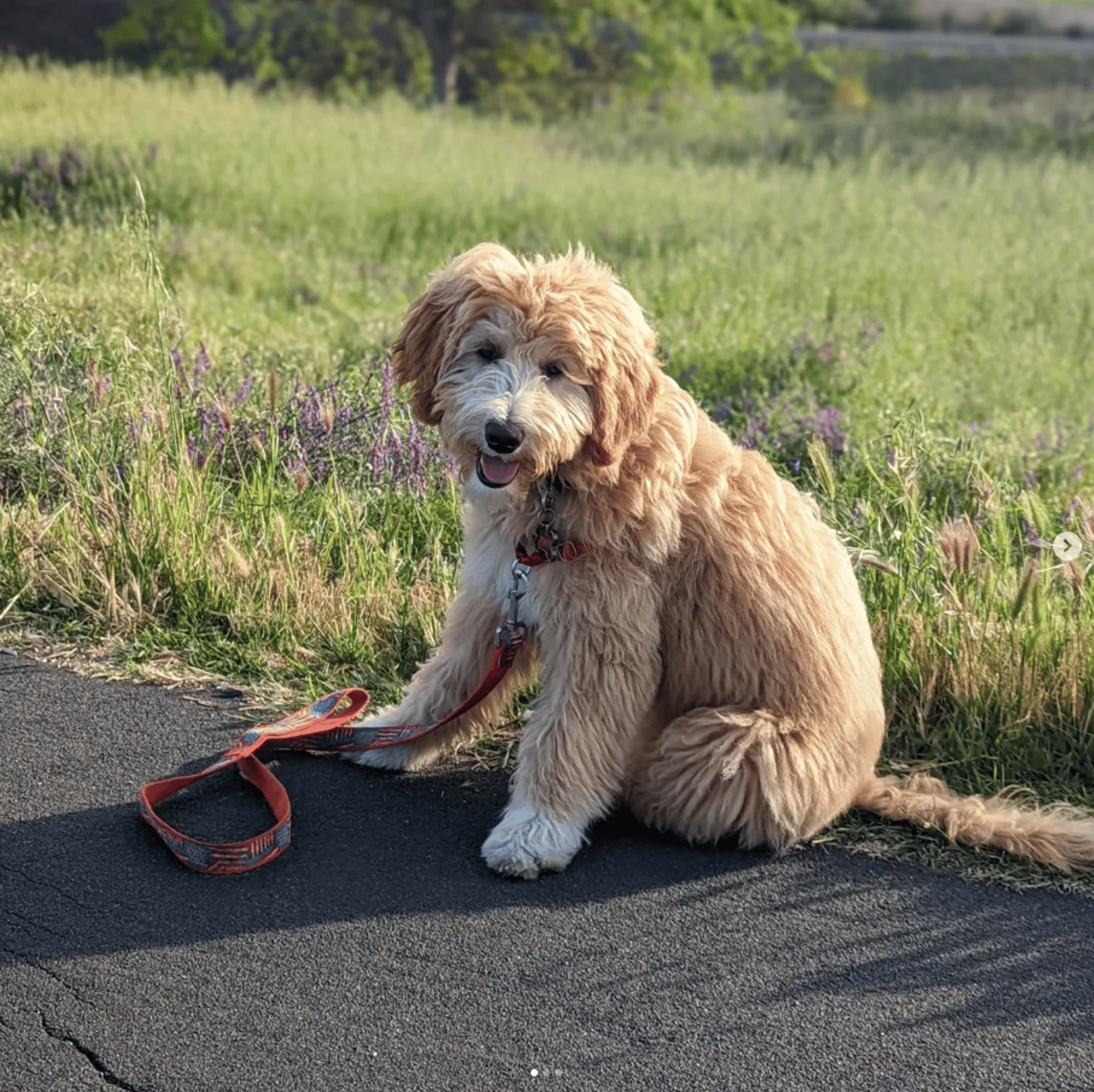 white long coated dog on forest during daytime