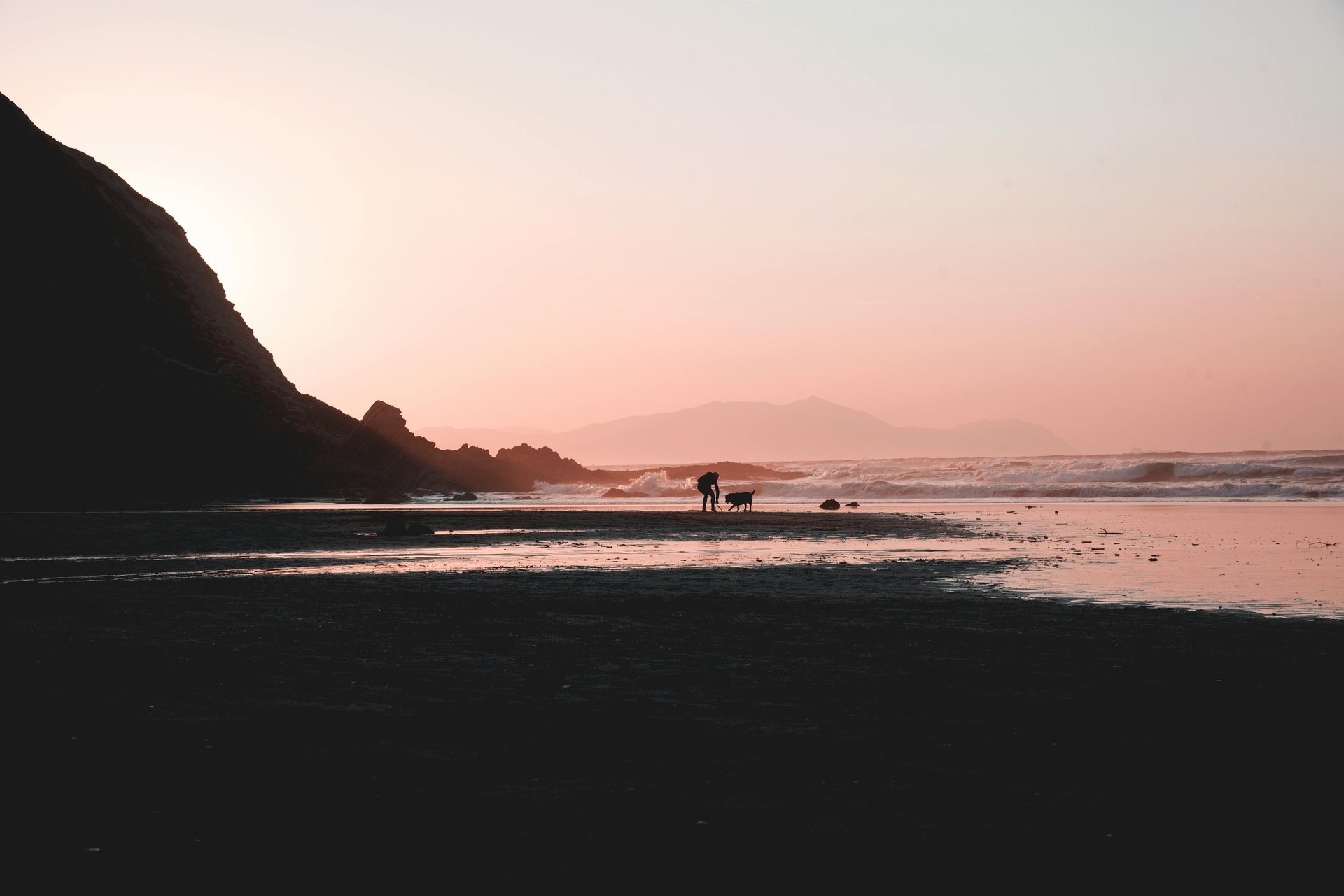 white dog and gray cat hugging each other on grass