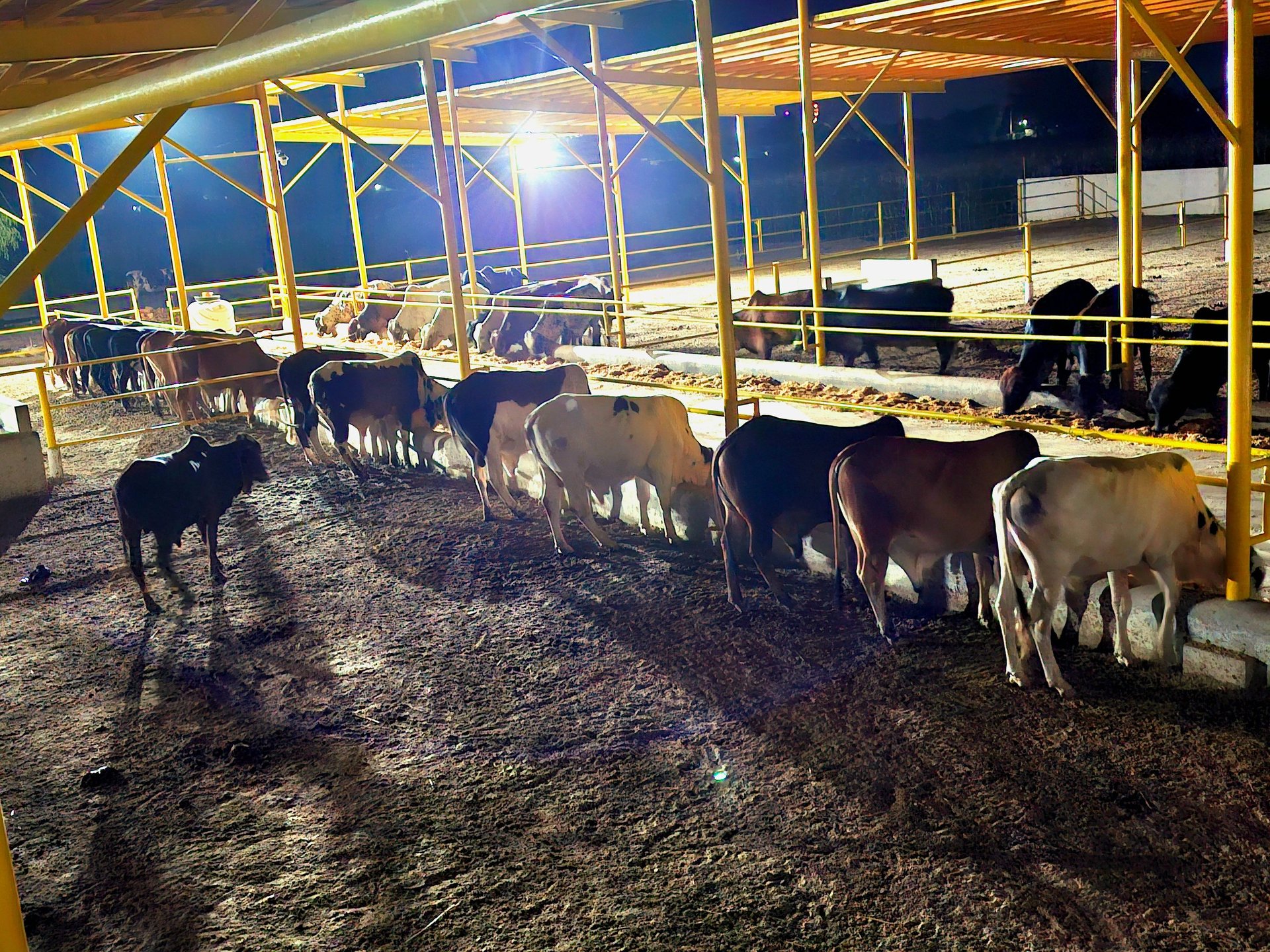 woman wearing yellow long-sleeved dress under white clouds and blue sky during daytime