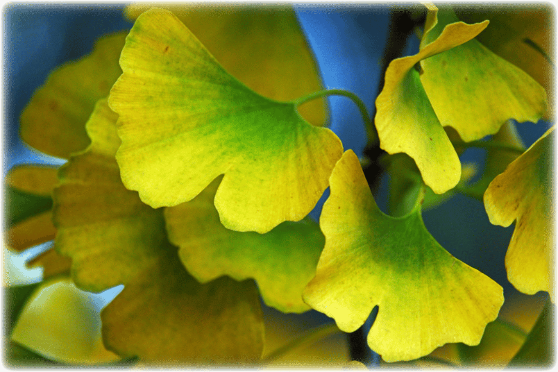 green ginkgo leaves