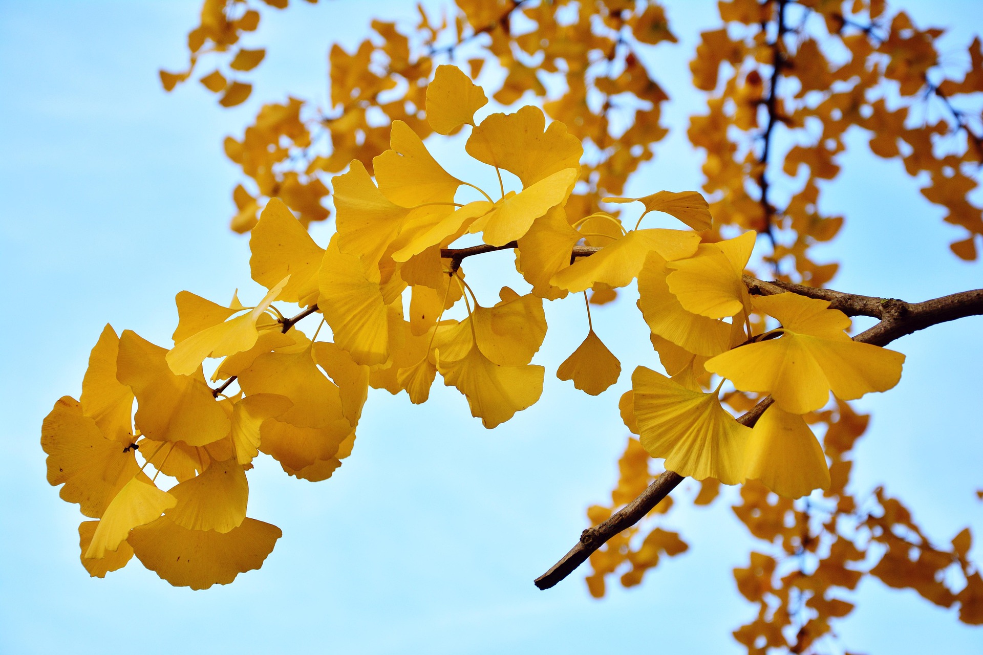 green ginkgo leaves