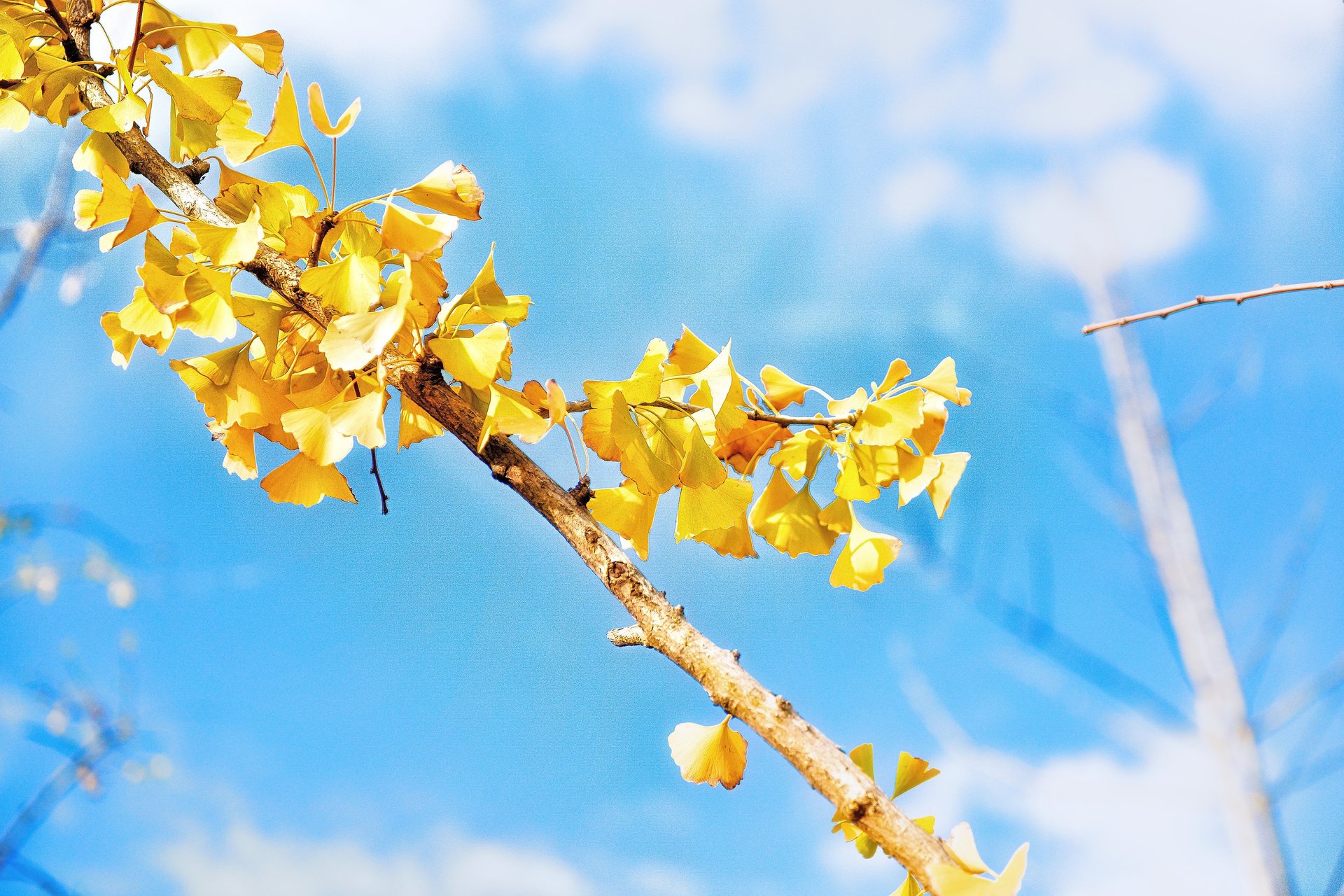 green ginkgo leaves