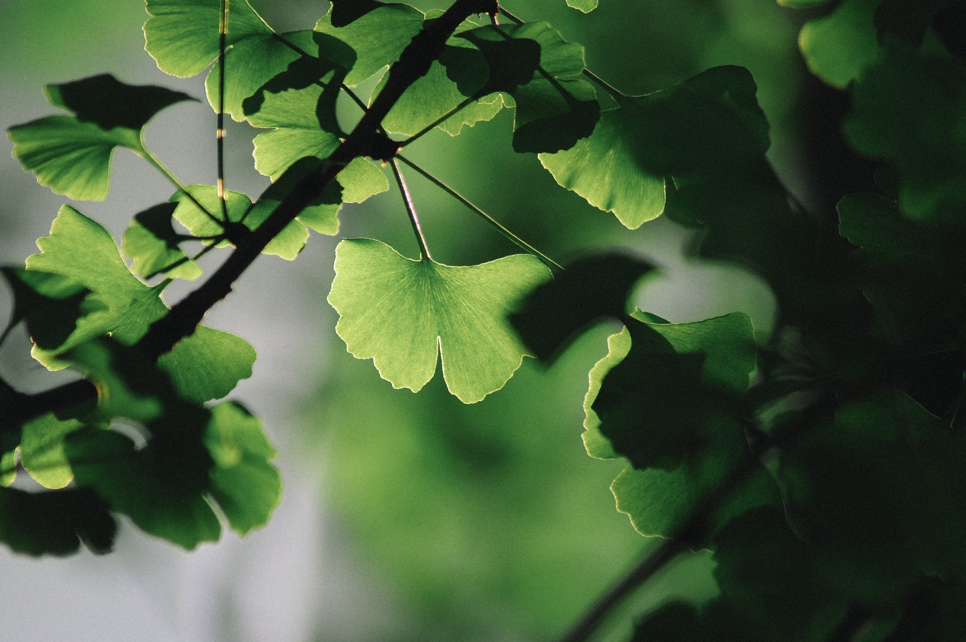 green ginkgo leaves
