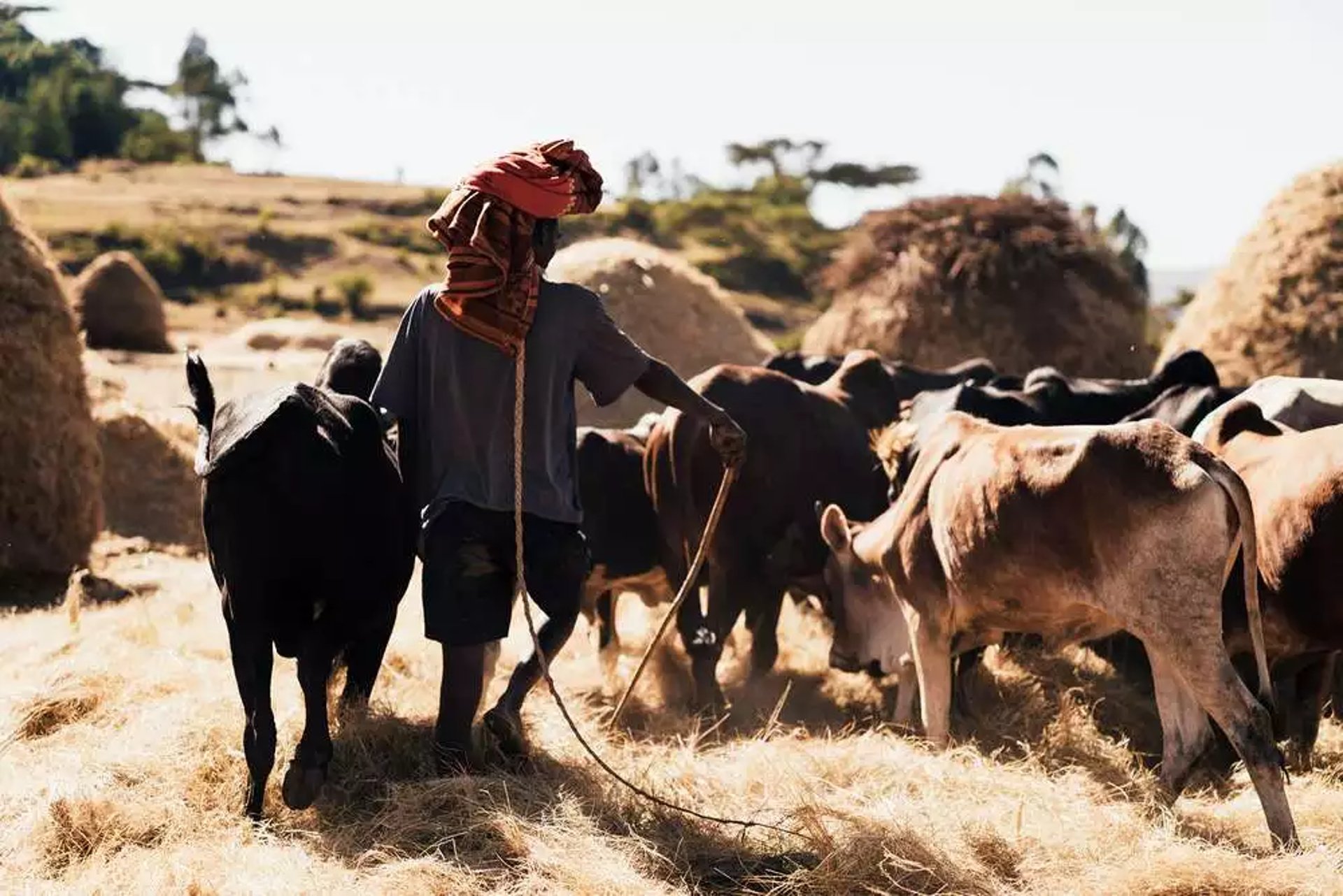 Amhara Association of Israel Media Gallery