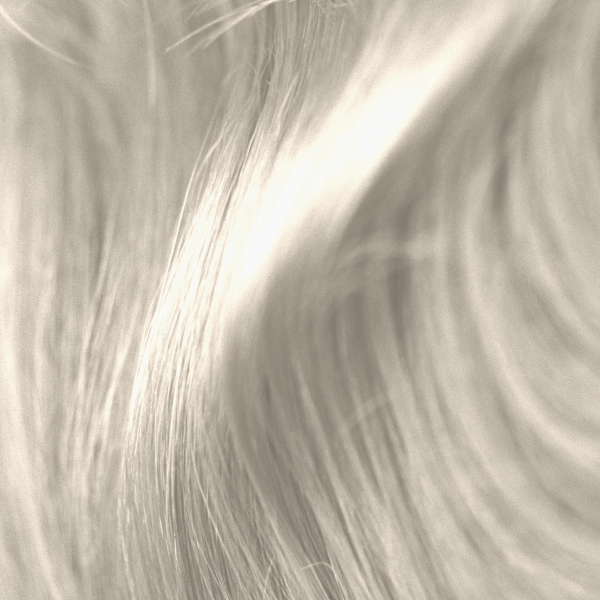 white hair on black textile