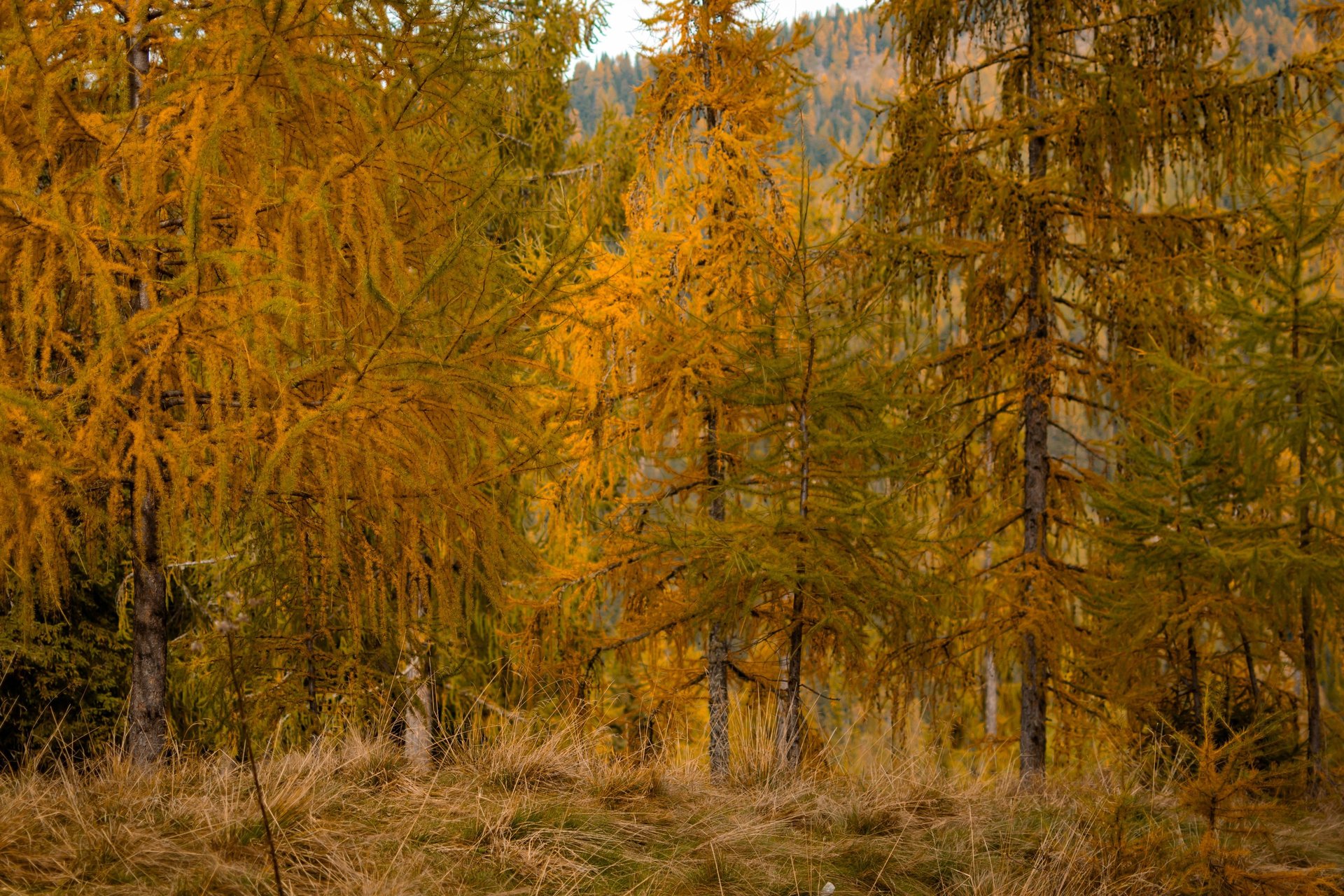 in distant photo of tall trees