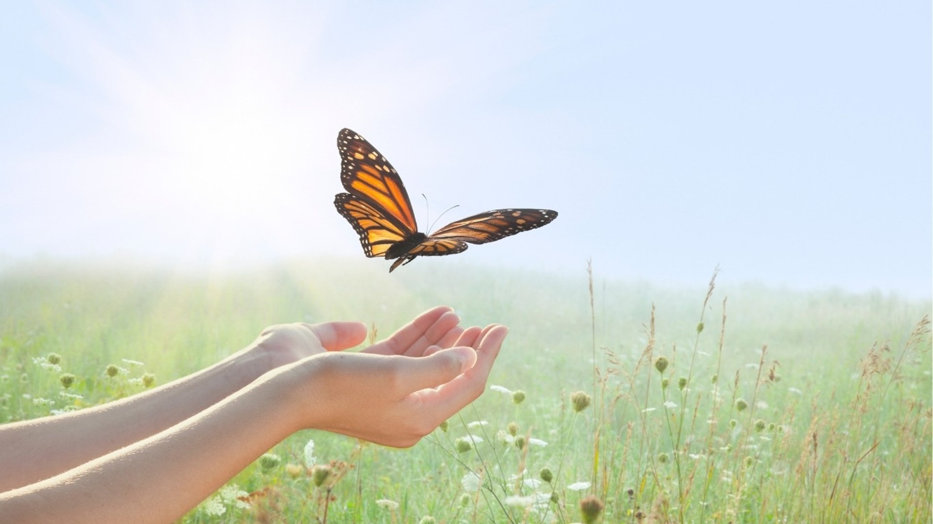 a blue butterfly sitting on top of a green plant