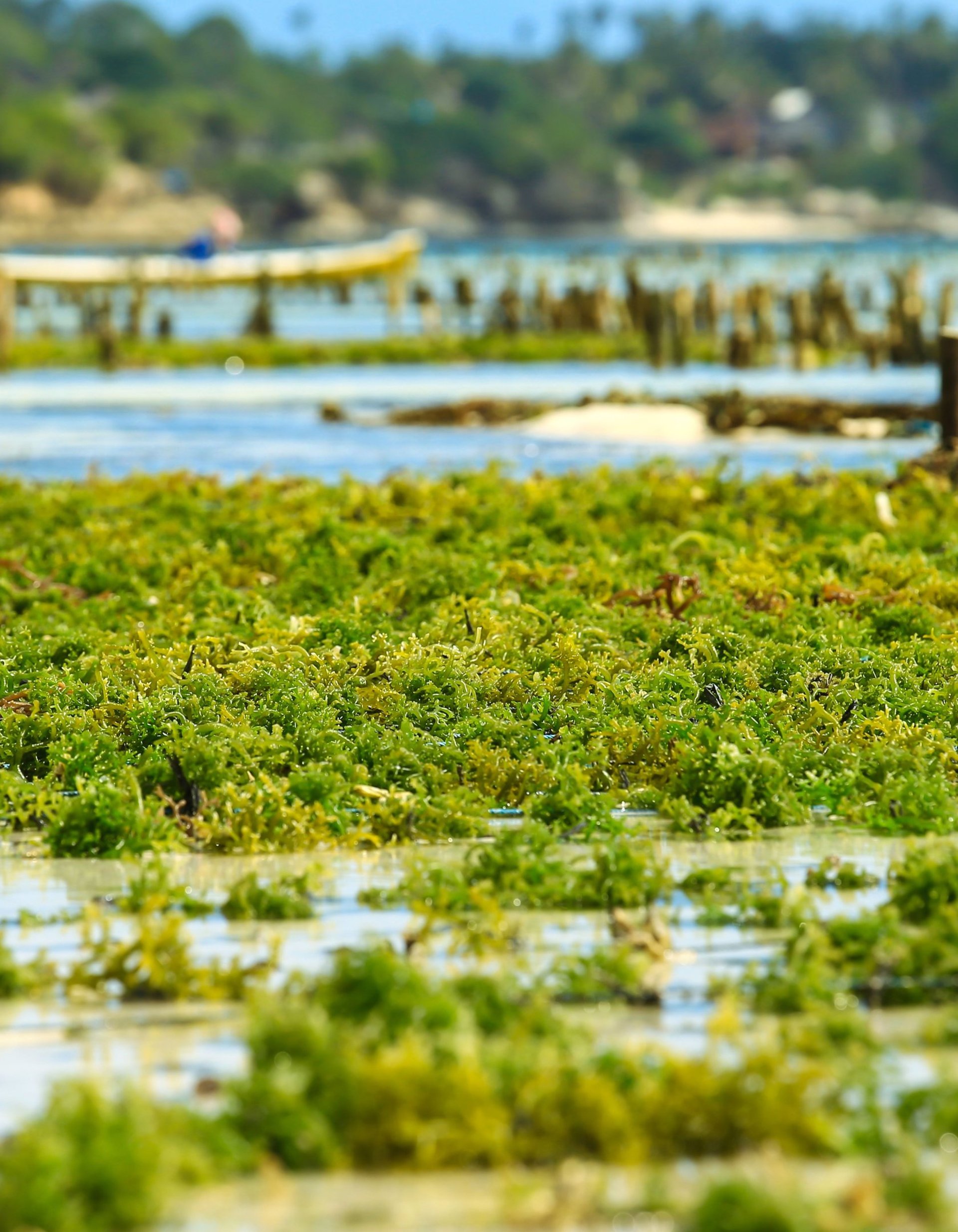 black and brown leather padded tub sofa