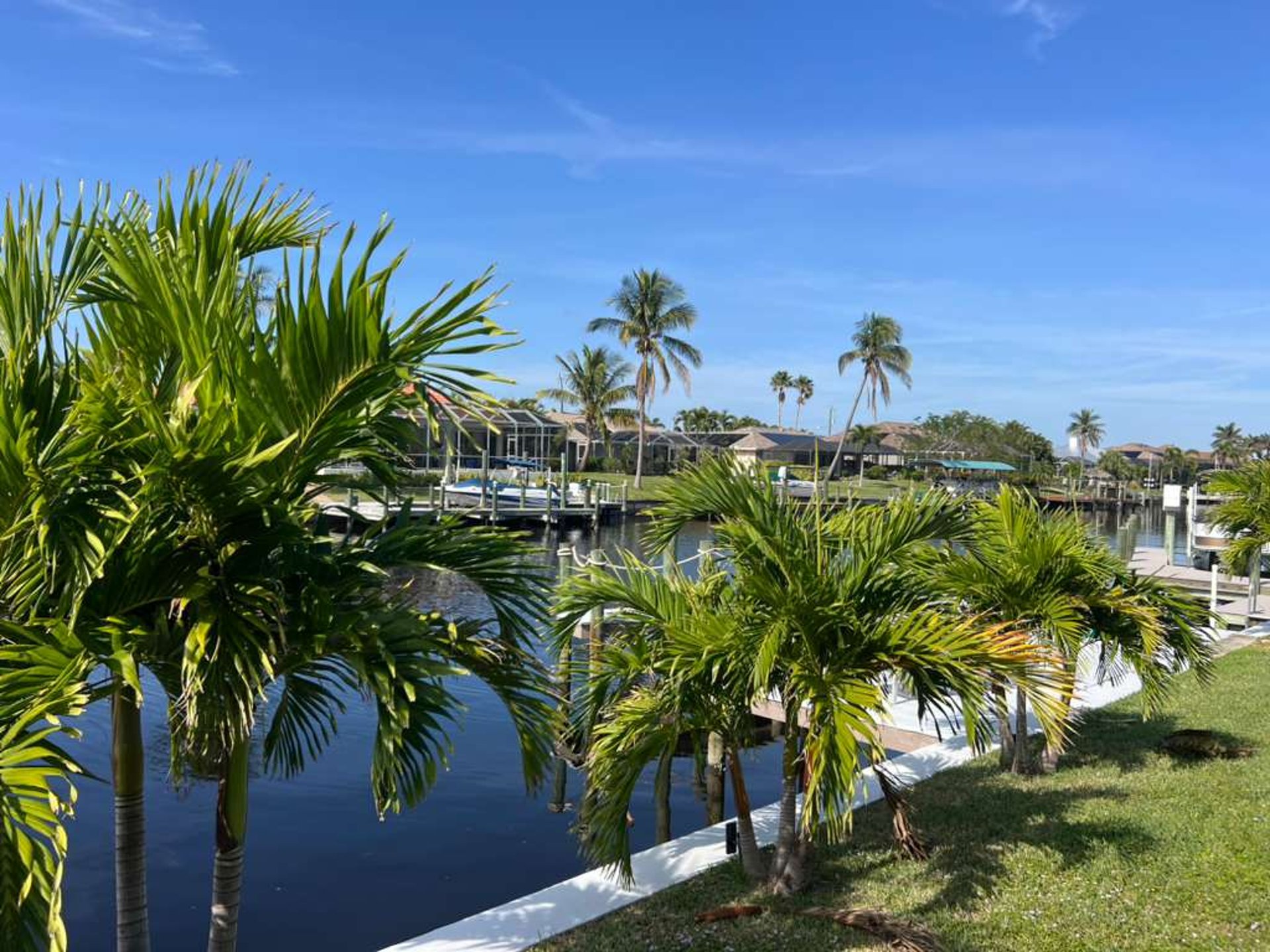 green palm trees near body of water during daytime