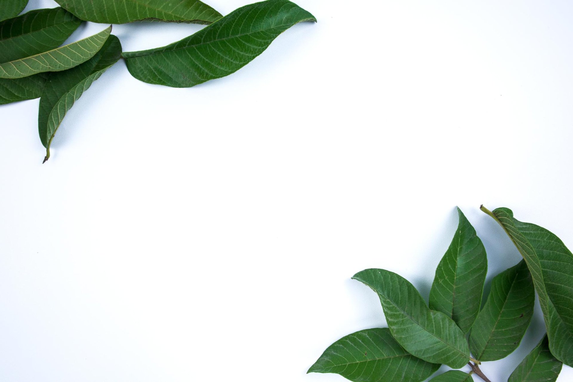 close-up photo of green leaf
