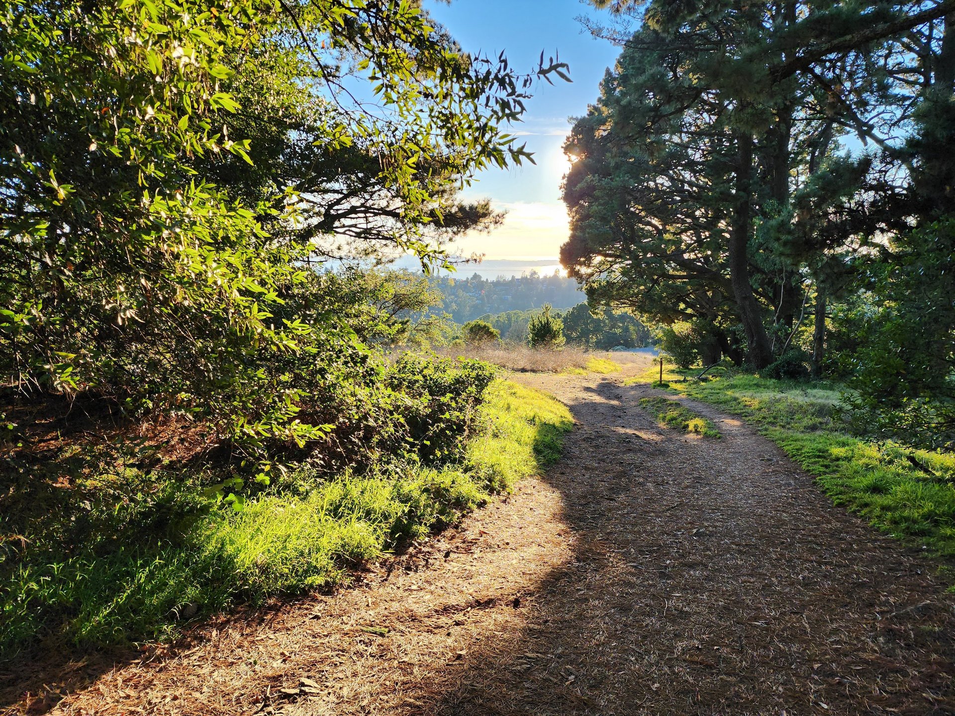 purple flower field during daytime