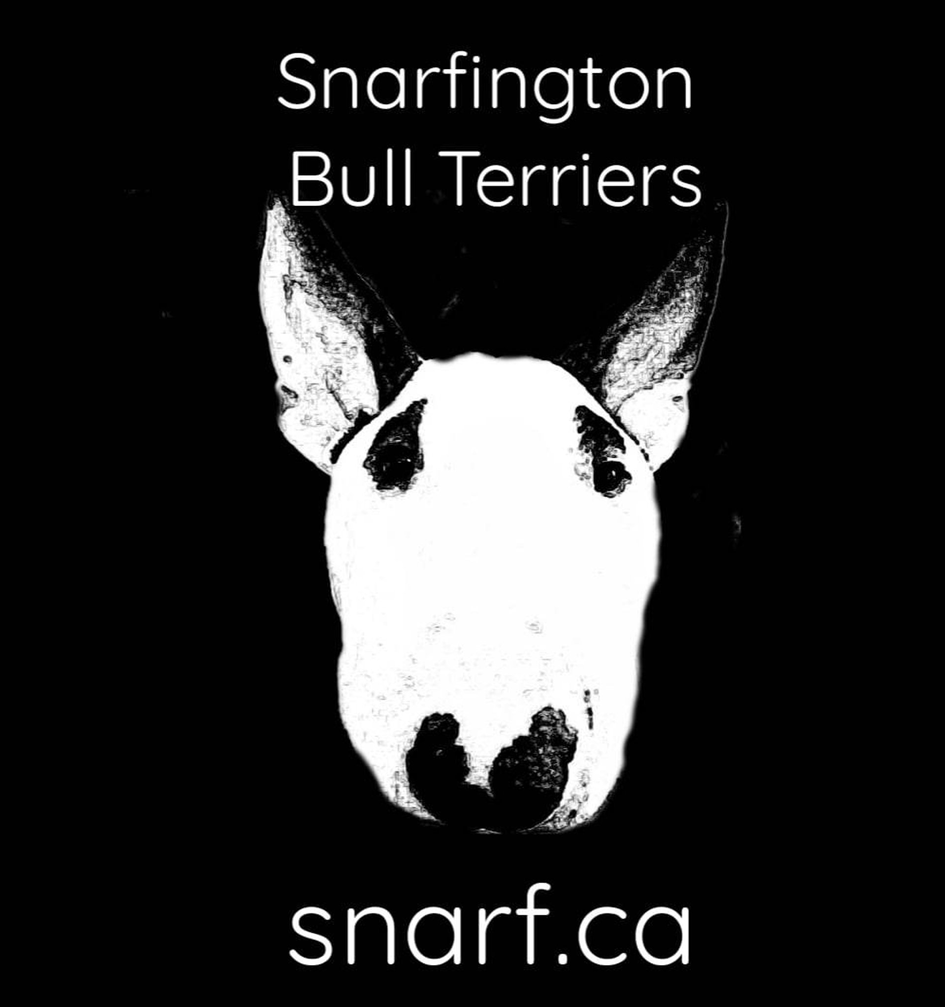 Bull best sale terrier terriers