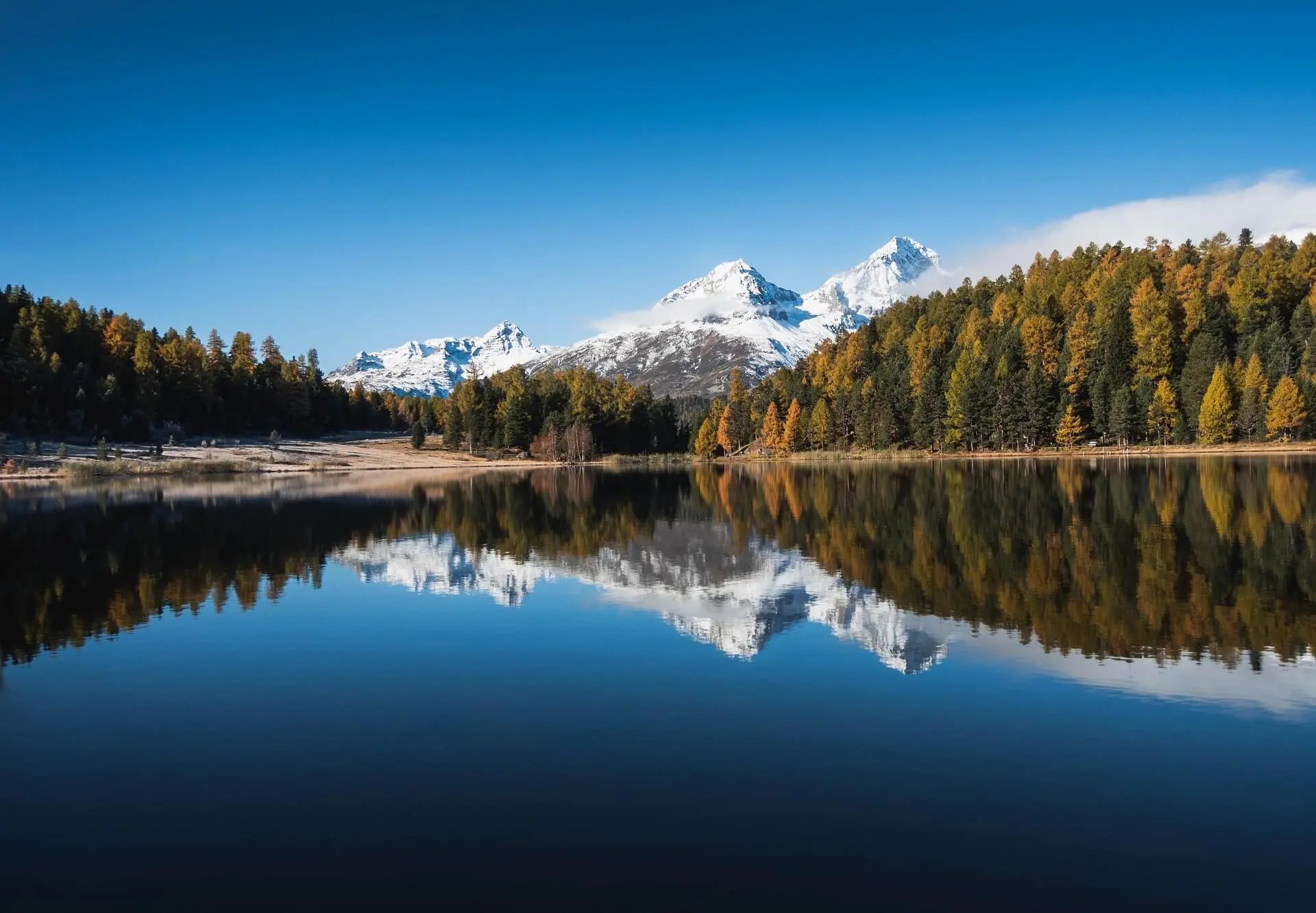 green pine trees near lake in forest during daytime nature photography
