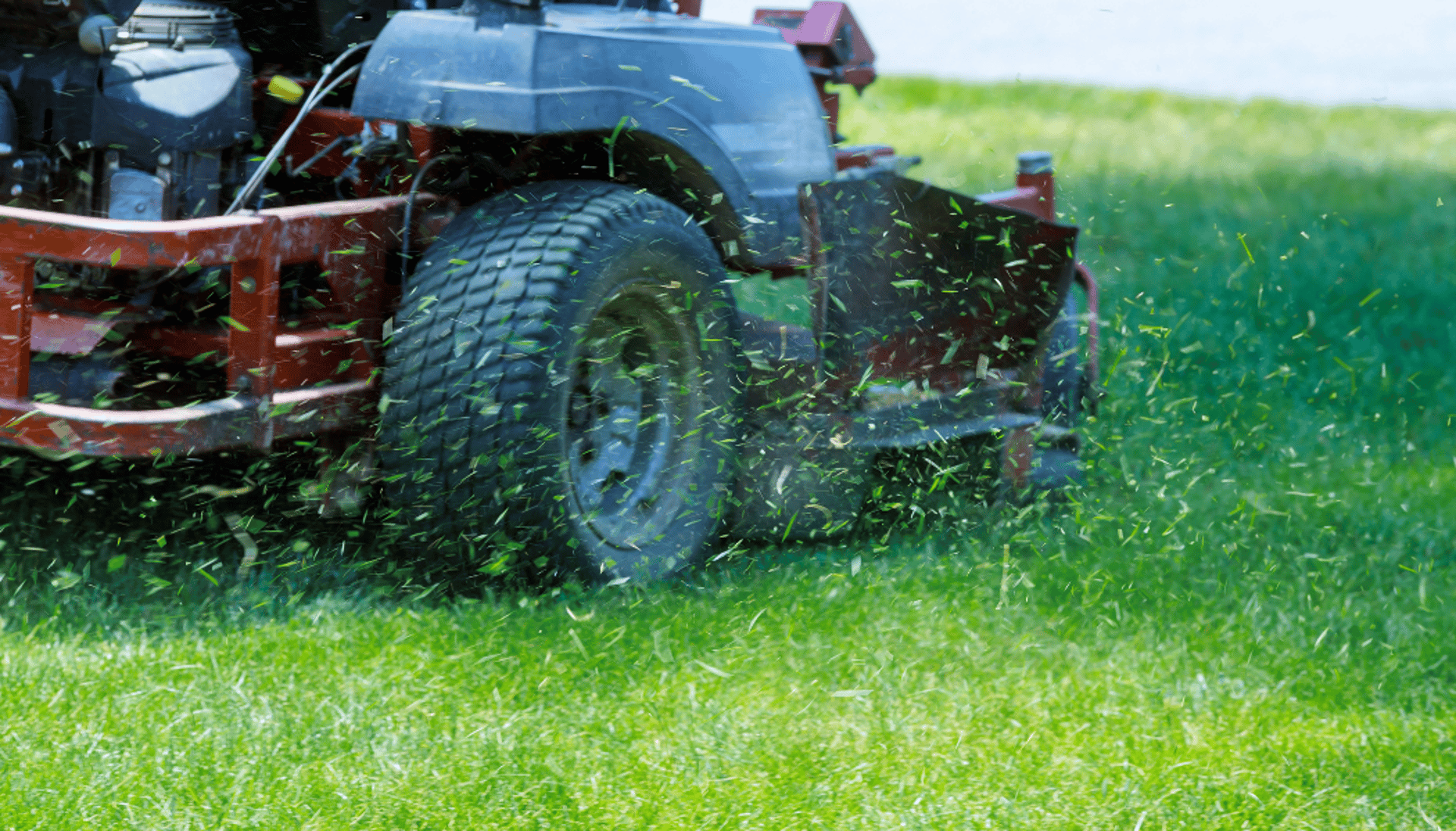 green grass in close up photography