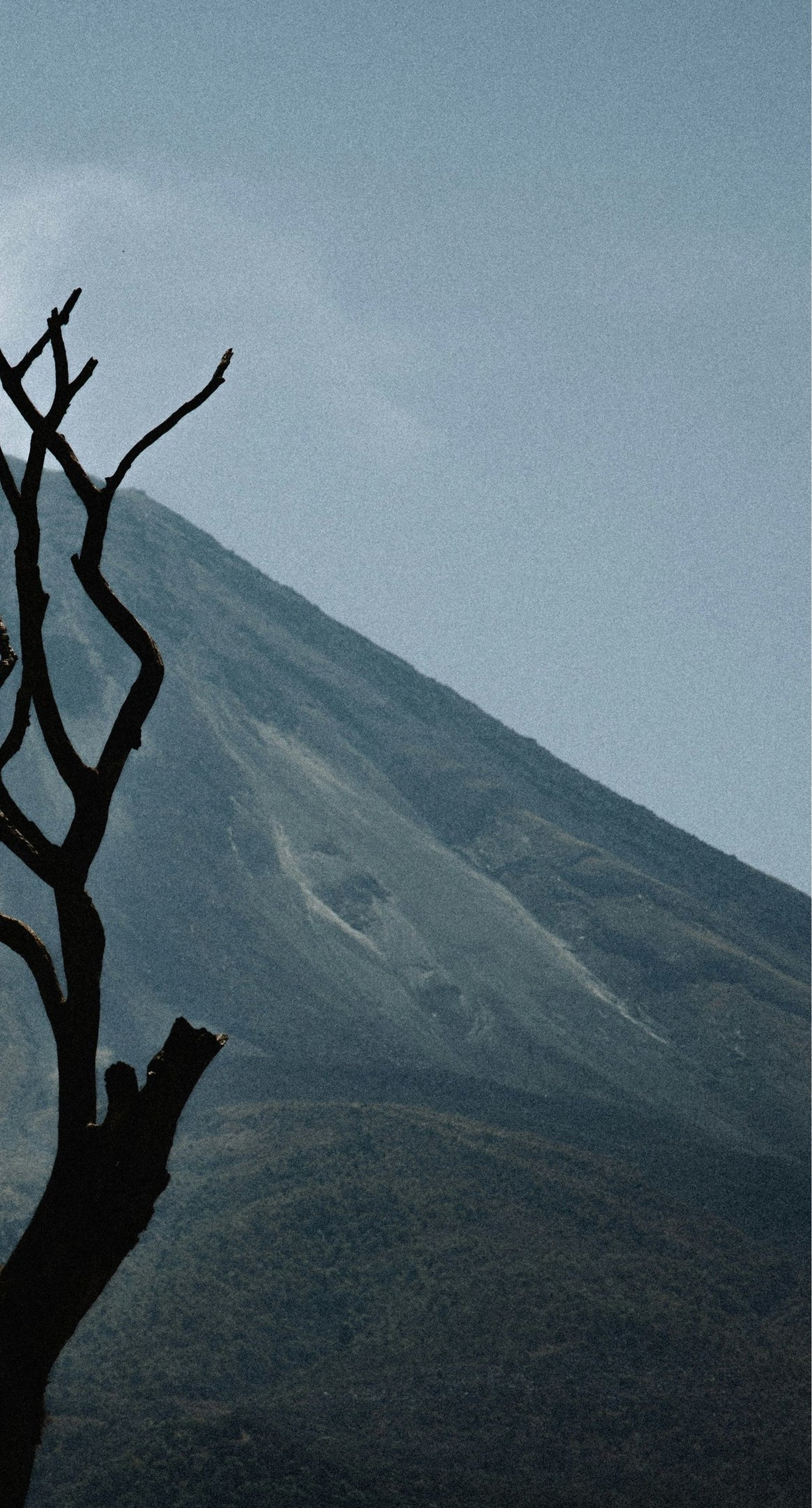 brown tree branch on top of mountain during daytime