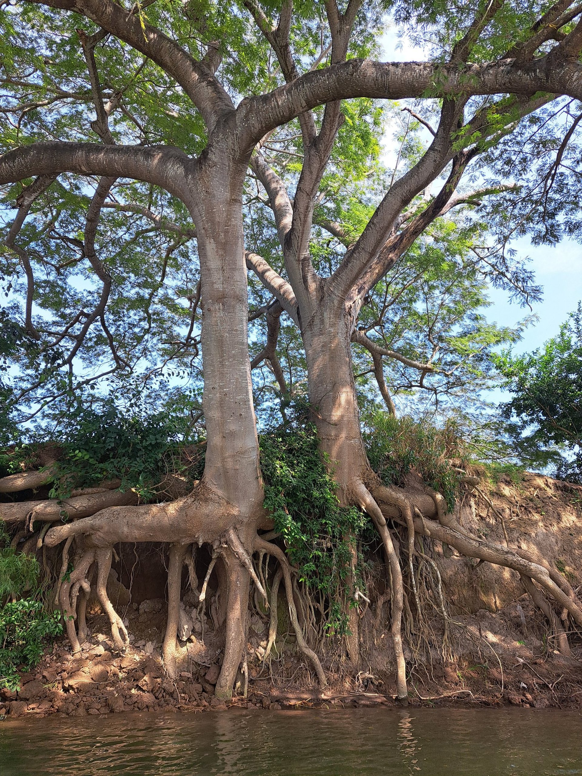 Árbol con raíces grandes y expuestas junto a la orilla de un río, transmitiendo conexión con la naturaleza y estabilidad