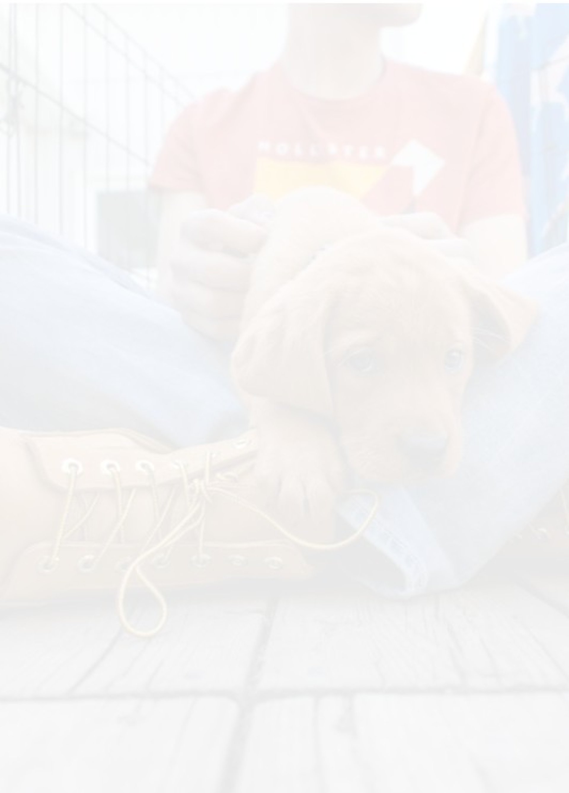 brown short coated dog wearing pink and white shirt