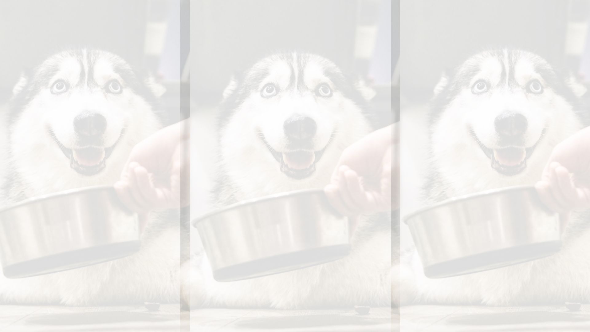 a husky dog eating out of a metal bowl