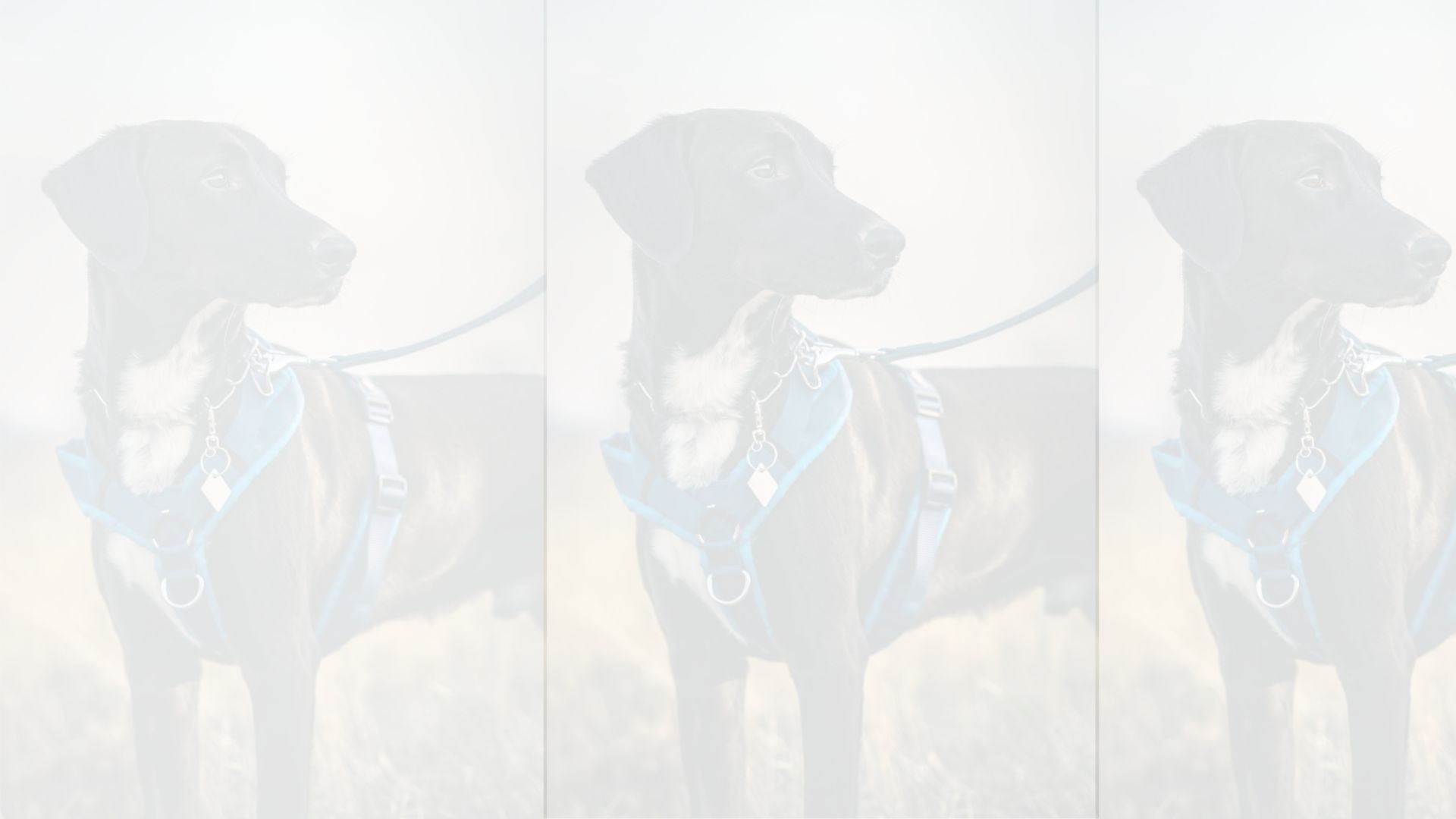 a blurry photo of a blue and white background