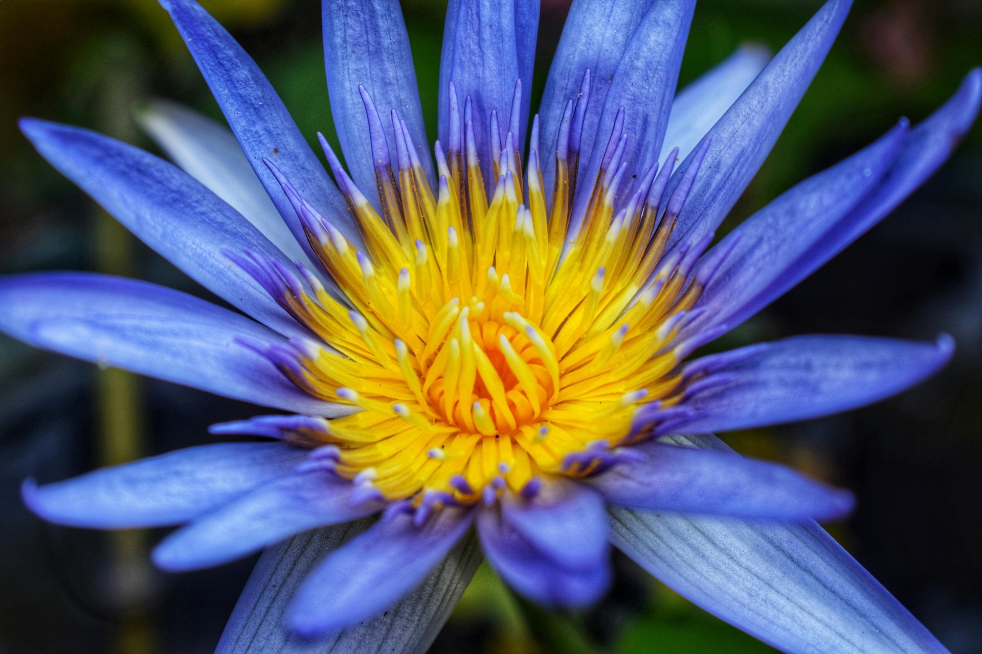 purple-petaled flower