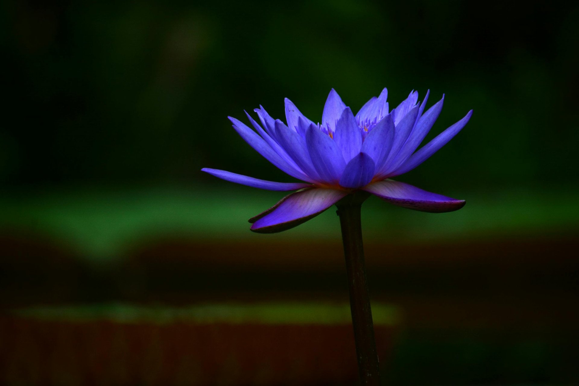 shallow focus photography of purple flower