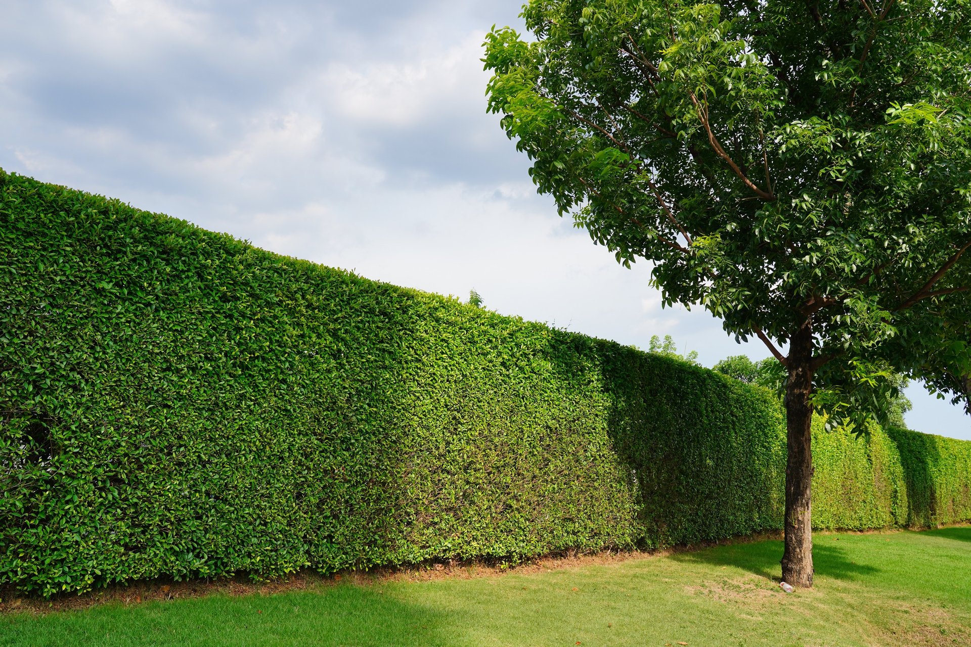 green grass under blue sky during daytime