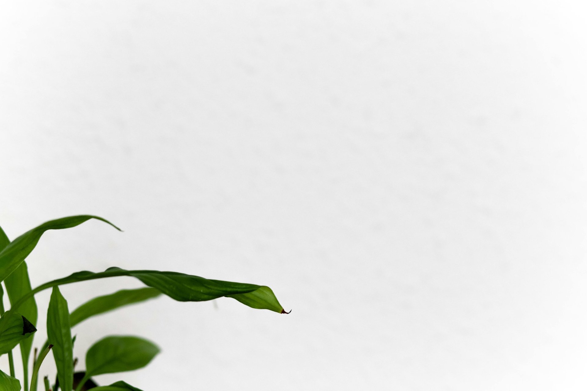 green-leafed plant
