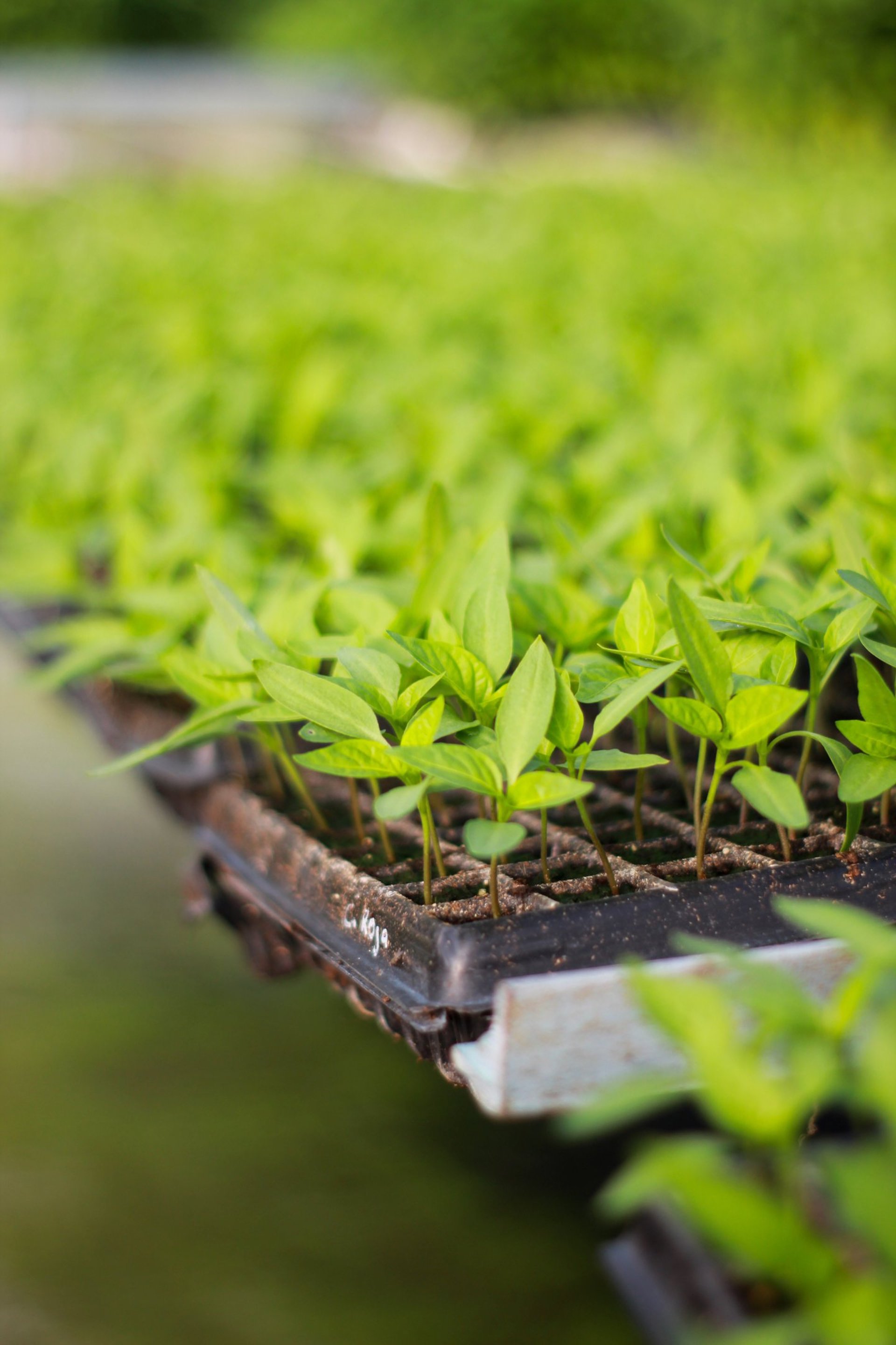 gray computer monitor