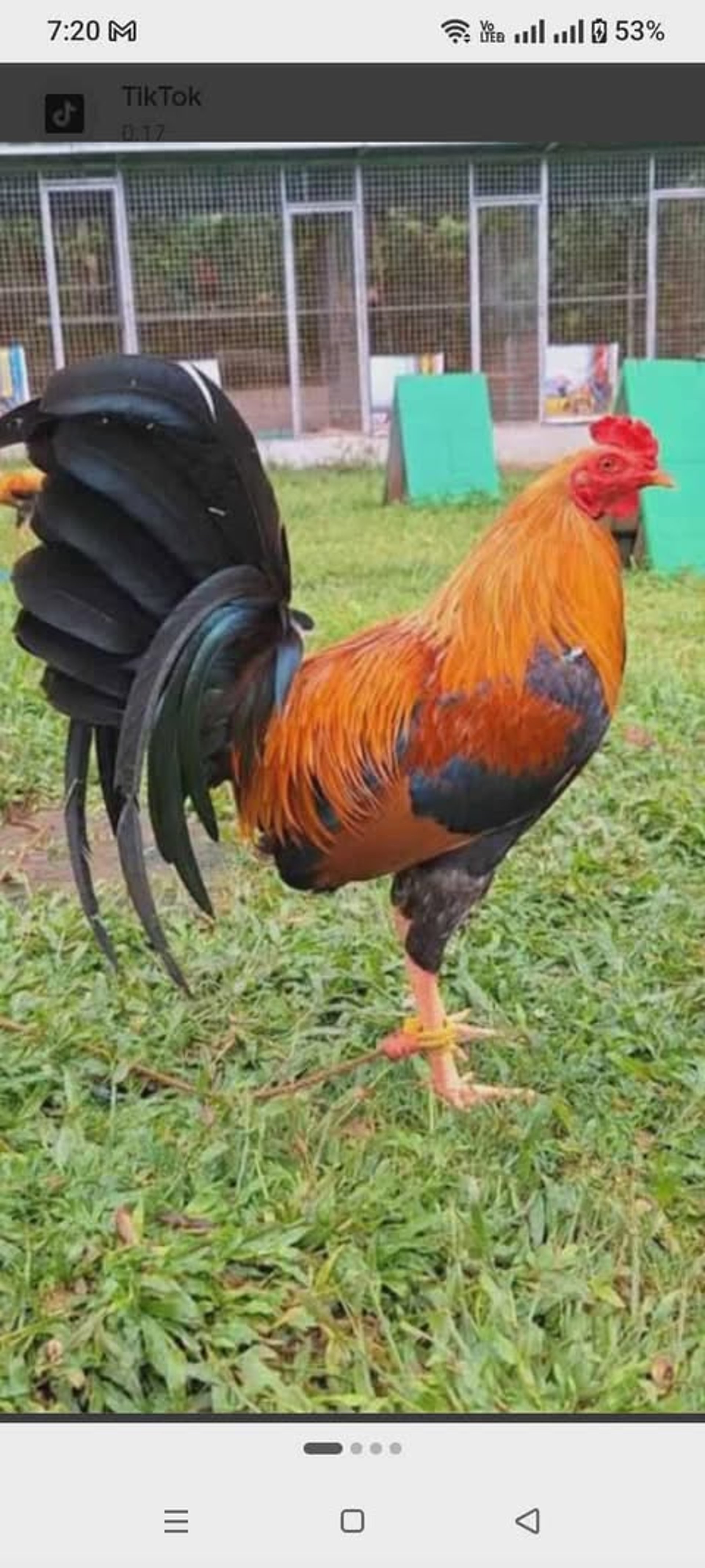 woman wearing yellow long-sleeved dress under white clouds and blue sky during daytime