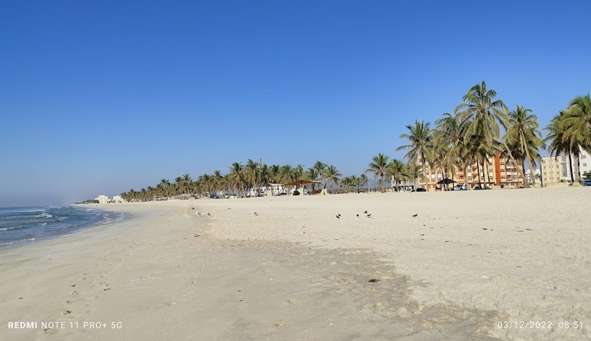 Salalah Oman Royal Oryx Oman.jpg