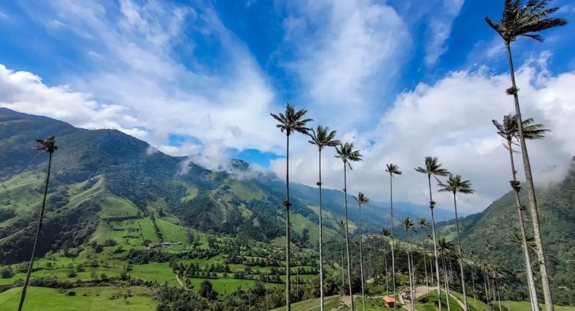 woman holding dried flower