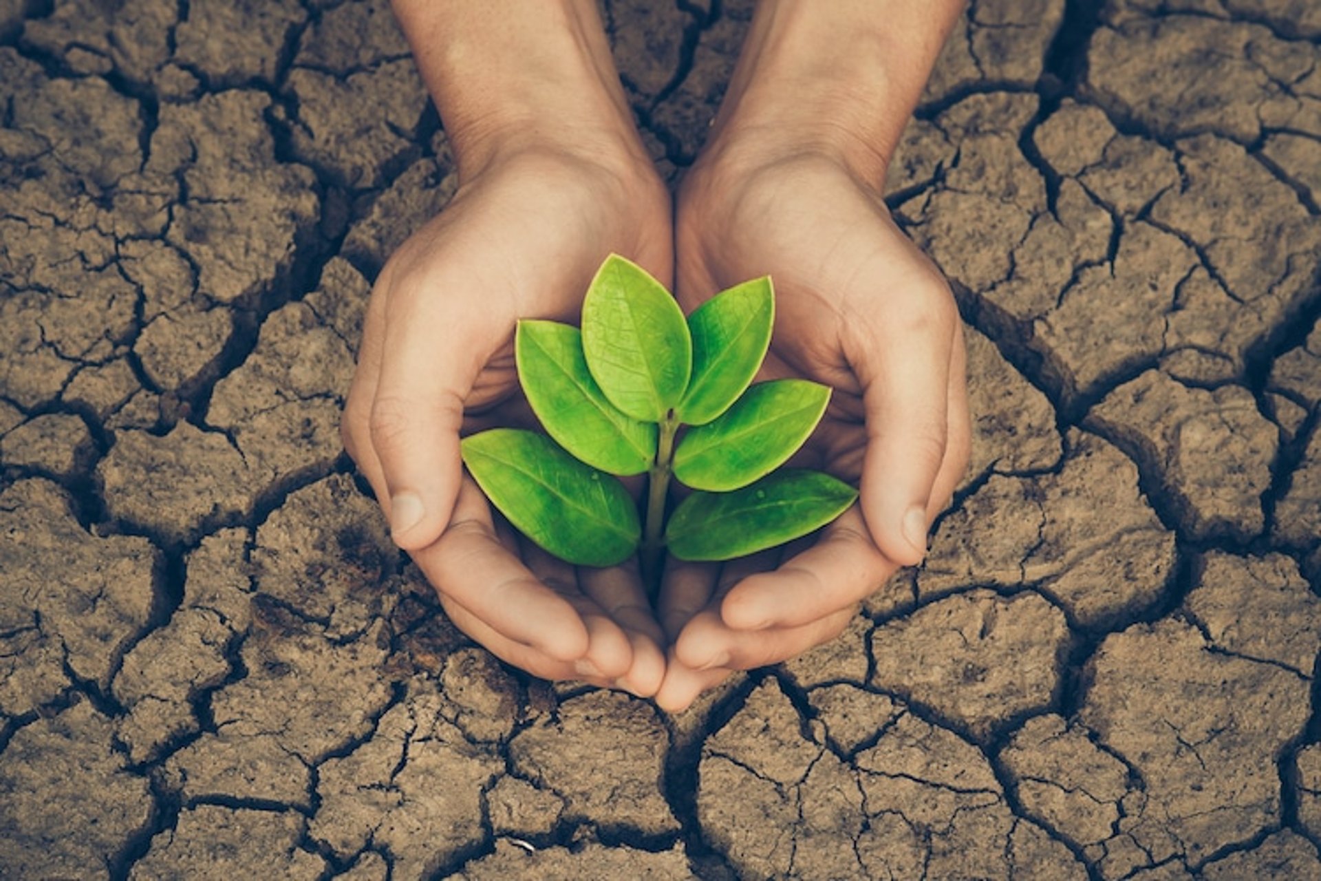 woman holding dried flower